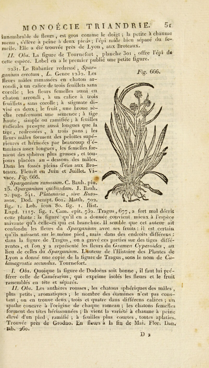 innombrable de fleurs , est gros comme le doigt • la petite i» cl'aui.*e menu , s’élève à peine h deux pieds ; 1 epi male bien séparé du ie- melle. Elle a été trouvée près de Lyon , aux Broteaux. IL Obs. La figure de Tournefort , planche 3oi , offre l’épi d* cette espèce. Lobel en a le premier publié une petite figure. 0*231. Le Rubanier redressé , S par- ganium ereetwn , f. Genre 1232. Les ’ fleurs màies ramassées en chaton ar- rondi, a un calice de trois feuillets sans corolle -, les fleurs femelles aussi en chaton arrondi , k un calice h trois feuillets , sans corolle -, à stigmate di- visé en deux ; le fruit , une broue sè- che renfermant une semence ; à tige haute , simple ou ramifiée ; h feuilles radicales presque aussi longues que la tige , redressées , h trois pans ; les fleurs mâles forment des pelottes supé- rieures et hérissées par beaucoup d é— taurines assez longues , les femelles for- ment des sphères plus grosses , et tou- jours placées au - dessous des mâles. Dans les fossés pleins d’eau aux Bro- teaux. Fleurit en Juin et Juillet. Vi- vace. Fig. 666. Sparganiutn rarnoswn. C. Bauh. pin. ï5. Sparganium quibusdam. J. Bauh. 2. pag. 54i. Platanaria , swe Buto- mon. Dod. pempt. 601. Matth. 702. fig. i. Lob. icon 80. fig. 1. Hist. Lugd. 1117. fig. r. Cam. epit. 732. Tragus, 677 ,a fort mal décrit cette plante : la figure qu’il en a donnée convient mieux à l’espèce suivante qu’k celle-ci qui est branchue. il semble que cet auteur ait confondu les fleurs du Spargnnium avec ses fruits: il est certain qu’ils naissent sur le même pied , mais dans des endroits différées : dans la figure de Tragus , on a gravé ces parties sur des tiges diffé- rentes , et l’on y a représenté les fleurs du G-ramen Cyperoules , an lieu de celles du Sparganium. L’auteur de l’Histoire des Plantes de Lyon a donné une copie de la ligure de Tragus, sous le nom de Cu- lamagrostis secundus. Tournefort. I. Obs. Quoique la figure de Dodoèns soit bonne , il faut lui pré- férer celle de Camérarius, qui exprime isolés les fleurs et le fruit rassemblés en tête et séparés. II. Obs. Les anthères rousses , les chatons sphériques des mâles , plus petits , aromatiques ; le nombre des étamines n’est pas cons- tant ; on en trouve deux, trois et quatre dans différons calices ; un spathe concave à l’origine de chaque rameau ; les chatons femelles forment des têtes liérissonnées ; lk vient la variété à chaume à peine élevé d’un pied , ramifié ; k feuilles plus courtes , toutes aplaties. Trouvée près de Groduo. En fleurs k ïa fin de Mai. Flor. Dan, tab. 260.