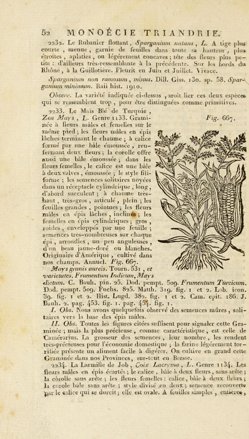 2232. Le Rubanier flottant, Sparganium nalans , X. A tige plus courte , menue , garnie de feuilles dans toute sa hauteur , plu* étroites , aplaties , ou légèrement concaves -, tête des fleurs plus pe- tite : d’ailleurs très-ressemblante h la précédente. Sur les bords du RI îone , h la Guillotière. Fleurit en Juin et Juillet. Vivace. Sparganium non ramosum, minus. Dill. Giss. i3o. sp. 58. Spar- ganium minimum. Raii hist. 1910. Obseru. La variété indiquée ci-dessus ^ aroît lier ces deux espèce® qui se ressemblent trop , pour être distinguées comme primitives. *2233. Le Maïs Bié de Turquie , Zea May s , L- Genre 1133. Grami- Fig- 6 67. liée à fleurs mâles et femelles sur le même pied -, les fleurs mâles en épis lâches terminant le chaume ; à calice formé par une bàle émoussée , ren- fermant deux fleurs ; la corolle offre aussi une baie émoussée ; dans les fleurs femelles , le calice est une bàle à deux valves , émoussée ; le style fili- forme ; les semences solitaires noyées dans un réceptacle cylindrique , long , d’abord succulent ; à chaume très- haut , très-gros , articulé , plein ; les feuilles grandes , pointues ; les fleurs mâles en épis lâches , inclinés ; les femelles en épis cylindriques ; gros , roides , enveloppés par une feuille ; semences très-nombreuses sur chaque épi , arrondies , un peu anguleuses , d’un beau jaune-doré ou blanches. Originaire d’Amérique , cultivé dans ïios champs. Annuel. Fig. 667. May s graîùs aureis. Tourn. 531 , et 'varietates. Frumentum Inclicwn, May s dictum. C. Bauli. pin. 25. Dod. pempt. 609. Fmmcnlum Turcicum. Dod. pempt. 509. Fuchs. 825. Matth. 319. fig. 1 et 2. Lob. icon. 09. fig. 1 et 2. Hist. Lugd. 382. fig. t et 2. Cam. epit. 18G. J. Bauh. 2. pag. 453. fig. 1. pag. fig. 1. I. Obs. Nous avons quelquefois observé des scmeuces mûres , soli- taires vers la base des épis mâles. II. Obs. Toutes les figures citées suffisent pour signaler cette Gra- minée ; mais la plus précieuse , comme caractéristique , est celle de Comérarius. Ija grosseur des semences , leur nombre , les rendent très-précieuses pour l’économie domestique ; la farine légèrement tor- rifiée présente un aliment facile à digérer. On cultive en grand celte Graminée dans nos Provinces, sur-tcut en Bresse. 2234- La Larmille de Job, Coix Lacryma , L. Genre 1134. Les fleurs mâles en épis écartés ; le calice , bàle à deux fleurs , sans arête ; îa corolle sans arête ; les fleurs femelles : calice, bàle à deux fleurs ; la corole baie sans arête ; slvlc divisé .en deux; semence recouverte par le calice qui se durcit ; elle est ovale. A feuilles simples , entière®,