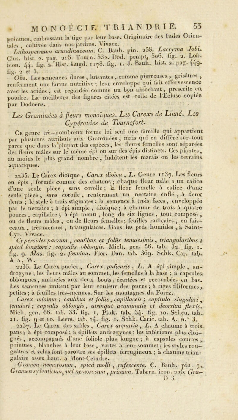 pointues, embrassant la tige par leur base. Originaire des Indes Orien- tales , cultivée dans nos jardins. Vivace. Lithospermum arundinaceum. C. Banh, pin. 208. Lacryma Jobu C!us. liist. 2. pag. -216. Tourn. 53a. Dod. pempt, 5o6. fig. 2. Lob. icon. 44. fig. a. liist. Lugd. 1178. fig. 1. J- Bauh. List. 2. pag. 4d9' tig. 2 et 3. . . . Obs. Les semences dures , luisantes , comme pierreuses , grisâtres , renferment une farine nutritive ; leur enveloppe qui fait effervescence avec les acides, est regardée comme un bon absorbant , prescrite en poudre. La meilleure des figures citées est celle de 1 Ecluse copiée par Dodoéns. Les Graminées à fleurs monoïques. Les Carexs de Linné. Les Cypéroïdes de Tournefort. Ce genre très-nombreux forme lui seul une famille qui appartient par plusieurs attributs aux Graminées , mais qui en diffère sur—tout parce que dans la‘plupart des espèces, les fleurs femelles sont séparées des fleurs mâles sur le même epi ou sur des épis distincts. Ces pi a n tes , au moins le plus grand nombre , habitent les marais on les terrains aquatiques. 2235. Le Carex dioïque , Carex dioïca , JL. Genre 1137. Les fleurs en épis , formés comme des cliatons ; chaque fleur male a un calica d’une seule pièce , sans corolle -, la fleur femelle à calice d’une seule pièce , sans corolle , renfermant un nectaire enflé , à deux dents ; le strie à trois stigmates ; la semence à trois faces, enveloppée par le nectaire ; à épi simple , dioïque ; à chaume de trois à quatre pouces , capillaire ; h épi menu , long de six lignes , tout composé , ou de fleurs mâles , ou de fleurs femelles; feuilles radicales , en fais- ceaux , très-menues , triangulaires. Dans les prés humides , à Saint- Cyr. Vivace. Cyperoides paru uni , caulibus et foins tenuissimis , triangularibus ; spied longiore : capsulis oblongis. Mich. gen. 56. tab. 02. fig. 1. fig. 9. Mas. fig. 2. fœmina. Lior. Dan. tab. 369. Schk. Car. tab. A a , W. 2206. Le Carex pucier , Carex puticaris , L. A épi simple , an- drogyne ; les fleurs mâles au sommet, les femelles à la base ; h capsules oblongues, amincies aux deux bouts, écartées et recourbées en bas. Les semences imitent par leur couleur des puces ; à tiges filiformes , petites ; â feuilles très-menues. Sur les montagnes du Forez. Carex minirua ; caulibus et foliis , capillaceis ; capilido singulari , tenuiori ; capsulis oblongis , utrinquè acuniinatis et deorsùm flexis. Micb. gen. 66. tab. 33. fig. 1. Pluk. tab. 34» fig. 10. Sclicu. tab,. 31. fig. 9 et 10. Leers. tab. i4* fig. 1. Schk. Carie, tab. A. n.° 3. 2237. Le Carex des sables , Carex arenaria , L. A chaume à trois pans ; à épi composé; à épi Mets androgynes : les inférieurs plus éloi- gnés , accompagnés d'une foliole plus longue ; h capsules courtes , pointues, blanches â leur base , vîntes à leur sommet ; les styles rou- geâtres et velus font paroitre ses épiliets ferrugineux ; a chaume trian- gulaire assez haut, â Mont-Ceindrc. Crânien nemorosum , spied molli y rufescente. C. Bauh. pin, 7. Ci amen syluaticum.vcl neinorosuin , ptimum. Tabern. icon. 226. Cria— D 3