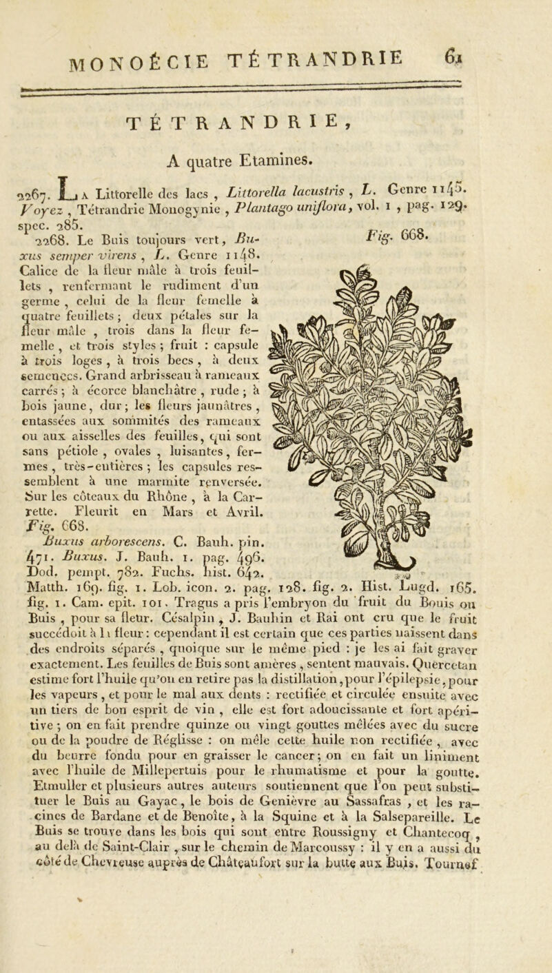 TÉTRANDRIE, A quatre Etamines. ^267. î 1 a Littorelle des lacs , Littorella lacuslris , L. Genre 114 • * * Voyez , Tétrandrie Monogynie , Plantcigo unijlora, vol. 1 , Pag* 12g. spec. a85. 2268. Le Buis toujours vert, ifo- ■* rrns semper virens , L. Genre 1148. Calice de la lleur mâle à trois feuil- lets , renfermant le rudiment d’un germe , celui de la (leur femelle à quatre feuillets ; deux pétales sur la fleur mâle , trois dans la fleur fe- melle , et trois styles ; fruit : capsule à trois loges , à trois becs , à deux semences. Grand arbrisseau à rameaux carrés ; à écorce blanchâtre , rude ; à bois jaune, dur; les fleurs jaunâtres , entassées aux sommités des rameaux ou aux aisselles des feuilles, qui sont sans pétiole , ovales , luisantes, fer- mes , très-entières ; les capsules res- semblent à une marmite renversée. Sur les coteaux du Rhône , â la Car- rette. Fleurit en Mars et Avril. Fig. C68. Buxus arborescens. C. Bauh. pin. 471. Buxus. J. Bauh. 1. pag. 49^* ï)od. pempt. 782. Fuchs. liist. 642. Matth. 169. fîg. 1. Lob. icon. 2. pag fig. 1. Cam. epit. 101. Tragus a pris l’embryon du fruit du Bouis ou Buis , pour sa fleUr. Césalpin , J. Bauhin et Rai ont cru que le fruit succédoit â 11 fleur : cependant il est certain que ces parties naissent dans des endroits séparés , quoique sur le meme pied : je les ai fait graver exactement. Les feuilles de Buis sont amères , sentent mauvais. Quercetan estime fort l’huile qu’on en retire pas la distillation,pour l’épilepsie,pour les vapeurs , et pour le mal aux dents : rectifiée et circulée ensuite avec un tiers de bon esprit de vin , elle est fort adoucissante et fort apéri- tive ; on en fait prendre quinze ou vingt gouttes mêlées avec du sucre ou de la poudre de Réglisse : on mêle celte huile non rectifiée , avec du beurre fondu pour en graisser le cancer; on en fait un Uniment avec l’huile de Millepertuis pour le rhumatisme et pour la goutte. Etmuller et plusieurs autres auteurs soutiennent que l’on peut substi- tuer le Buis au Gayac, le bois de Genièvre au Sassafras , et les ra- cines de Bardane et de Benoîte, h la Squine et à la Salsepareille. Le Buis se trouve dans les bois qui sont entre Roussigny et Chantecoq , au delà de Saint-Clair y sur le chemin de Marcoussy : il y en a aussi du côté de Chevieuse auprès de Châtçaufort sur la butte aux Buis. Tournef