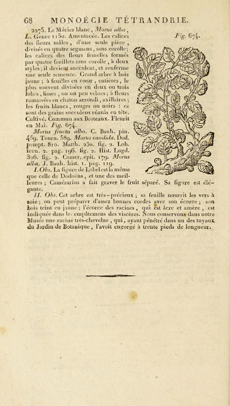 22^5. Le Min ier Liane , Monts alba , L. Genre 11 5o. Amentacée. Les calices Fig. G des fleurs males , d’une seule pièce , divisés en quatre segmens, sans corolle; Jes calices des fleurs femelles formés par quatre feuillets sans corolle , à deux styles;il devient succulent, et renferme une seule semence. Grand arbre à bois jaune ; il feuilles en cœur , entières, le plus souvent divisées en deux ou trois lobes , lisses , ou un peu velues ; à fleurs ramassées en chaton arrondi, axillaires ; les fruits blancs, rouges ou noirs : ce :!• sont des grains suceulens réunis en tète. Cultivé. Commun aux Broteaux. Fleurit eu Mai. Fig. 67/p Morus fnictu albo. C. Bauh. pin. 4^9. Tourn. 589. Moins candida. Dod. jpempt. 810. Matth. 23o. fig. 2. Lob. icon. 2. pag. 196. fig. 2. Hist. Lugd. 326. fig. 2. Camer. epit. 179. Moms alla. J. Bauli. liist. 1. pag. 119. /. Obs. La figure de Lobel est la meme que celle de Dodoèns , et une des meil- leures ; Camérarius a fait graver le fruit séparé. Sa figure est élé- gante. II. Obs. Cet arbre est très-précieux ; sa feuille nourrit les vers à soie ; on peut préparer d’assez bonnes cordes avec son écorce ; son bois teint eu jaune ; l’écorce des racines , qui est âcre et amère , est indiquée dans le. empâtemens des viscères. Nous conservons dans notre Musée une racine très-chevelue , qui, ayant pénétré dans un des tuyaux du Jardin de Botanique , l’avoit engorgé à trente pieds de longueur .
