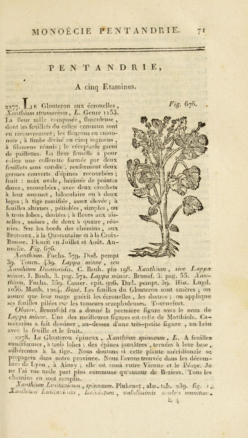 PENTANDRIE, 0 A cinq Etamines. 2277. T.JE Glouteron aux écrouelles, Xanthium strumarium, L. Genre 1153. La Heur mâle composée , llosculeuse , dont les feuillets clu calice commun sont en recouvrement ; les ficurons en enton- noir , à limbe divisé en cinq segmens , à filamens réunis ; le réceptacle garni de paillettes. La ilenr femelle a pour calice une collerette formée par deux feuillets sans corolle , renfermant deux germes couverts d’épines recourbées ; fruit : noix ovale, hérissée de pointes dures , recourbées , avec deux crochets à leur sommet, biloeulaire ou à deux loges ; à tige ramifiée, assez élevée j à feuilles alternes , pétiolées, simples , ou à trois lobes, dentées ; à {leurs aux ais- selles , assises , de deux à quatre , réu- nies. Sur les bords des chemins , aux Broteaux, a la Quarantaine et à la Croix- Bousse. Fleurit en Juillet et Août. An- nuelle. Fig. f»76. Xanthium. Fuchs. 579. Pod. pempt 3g. Tourn. 4 3g. Lappa minor, s eu Xanthium ]J iu s eu riais. C. Bauh. pin 198. Xanthium , siue Lappa minor. J. Bauh. 3. pag. 572. frappa minor. Brunsf. 3. pag. 55. Xar,-~ thium. Fuchs. 55g. Gainer, epit. 936. Dqd, pempt. 3g. Hist. Lugd, io5G. Matth. 1*204. Benè. Les feuilles du Glouteron sont amères ; on assure que leur usage guérît les écrouelles , les dartres ; on applique ses feuilles pilées s-nr les tumeurs scrophuleuses. Tournefort. (Jhseiv. Brunsfeld en a donné La première figure sous le nom de Lappa minor. Une des meilleures figures est celle de Mattliiole. Ca— merarius a. fait dessiner , au-dessus d’une très-petite figure , un brin avec la feuille et le fruit. 2278. Le Glouteron épineux , Xanthium spinosum , L. A feuilles cunéiformes , à trois lobes *, des épines jaunâtres , ternées h leur base, adhérentes à la tige. Nous douions si cette plante méridionale s« propagera dans notre province. Nous l’avons trouvée dans les décom- bres de Lyon , à Ainay ; elle est aussi entre Vienne et le Péage. Je Ke l aj VL*c nulle part plus commune qu’autour de Béziers. Tous les chemins en sont remplis. Xanthium Lusitanicum , spinosum. Plukenef , aîm^tah. 289. fig. ? XaniJuw/t Lusiianh ma , laciuiatum , vedidissimis acides muni tour» ^ 4-