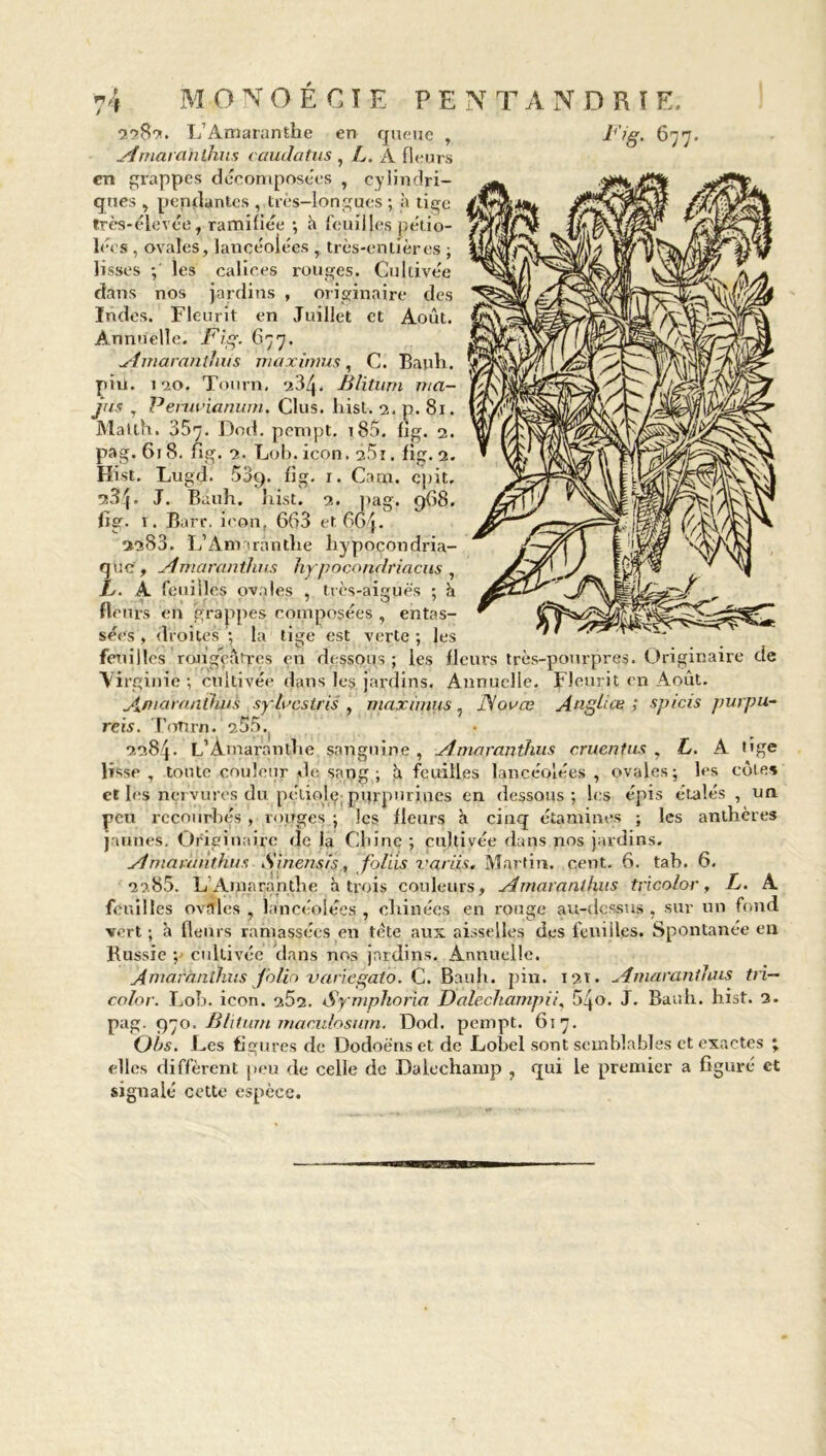 2789t. L’Amaranthe en queue , Amaranthus caudatus , L. A fleurs en grappes décomposées , cylindri- ques , pendantes , très-longues ; à tige très-élevée, ramifiée -, h feuilles pétio- lécs , ovales, lancéolées , très-entières ; lisses ; les calices rouges. Cultivée dans nos jardins , originaire des Indes. Fleurit en Juillet et Août. Annuelle. Fig. 677. Amaranthus ni apc in ms , C. Banh. pin. 120. Tourn, 234. Blitum nta- jus , Peruvianum. Clus. liist. 2. p. 81. Matth. 357. Dod. pempt. 185. fig. 2. pag. 618. fig. 2. Lob. icon. d5i. fig. 2. Hist. Lugd. 539. fig. 1. Carn. epit. 284. J. Biiuh. hist. 2. pag. 968. fig. 1. Barr. icon, 663 et 664. 2283. L’Am trantlie hypocondria- que, Amaranthus hypocondriacus , L>. A feuilles ovales , très-aiguës ; à fleurs en grappes composées , entas- sées , droites ; la tige est verte ; les feuilles rougeâtres en dessous ; les fleurs très-pourpres. Originaire de Virginie; cultivée dans les jardins. Annuelle. Fleurit en Août. À marantHus syluestris , maxnmis , DJoace A agii es ; spicis pvrpu- reis. ToTirn. 255. 2284. L’Amaranthe sanguine , Amaranthus cruenfus , L. A tige lisse , toute couleur de sang; h feuilles lancéolées , ovales; les cote» et les nervures du pétiole; purpurines en dessous; les épis étalés , un peu recourbés , rouges ; les fleurs h cinq étamines ; les anthères jaunes. Originaire de la Chine ; cultivée dans nos jardins. Amaranthus Sinensis, foliis variis. Martin, cent. 6. tab. 6. 22.85. LAinaranthe à trois couleurs, Amaranthus tricolor, L. A feuilles ovales , lancéolées , chinées en rouge au-dessus , sur un fond vert ; à fleurs ramassées en tête aux aisselles des feuilles. Spontanée en Russie ; cultivée dans nos jardins. Annuelle. Aniarànlhus folio varïegaio. C. Bauh. pin. 121. Amaranthus tri— color. Lob. icon. 252. Symphoria Dalechampïy 54o. J. Banh. hist. 3. pag. 970. Blitum maculosum. Dod. pempt. 617. Qhs. Les figures de Dodoéns et de Lobel sont semblables et exactes ; elles diffèrent peu de celle de Dalechamp , qui le premier a figuré et signalé cette espèce.