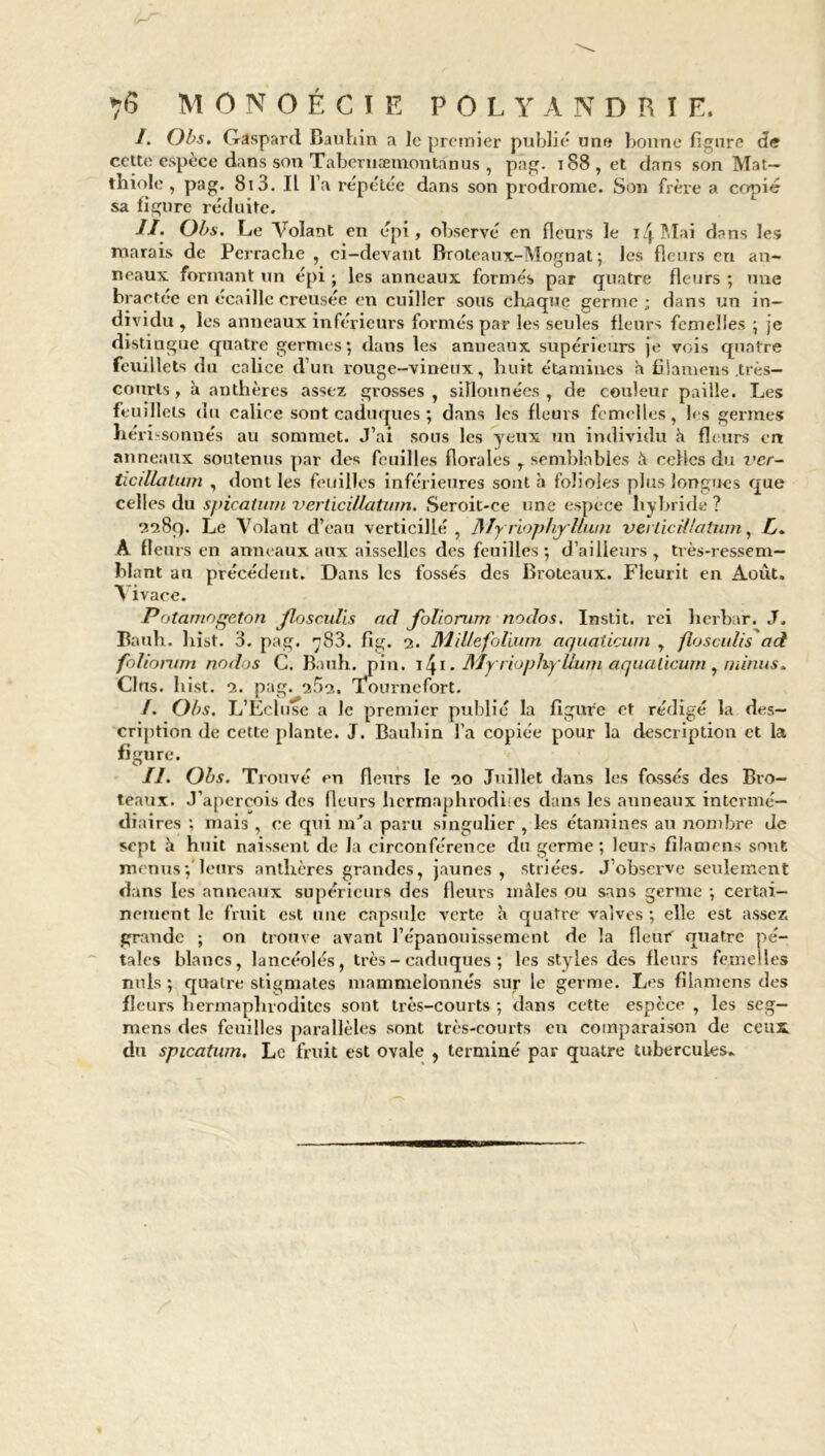 I. Obs. Gaspard Bauhin a le premier publié une bonne figure de cette espèce dans son Tabernæmontanus , pag. i88,et dans son Mat- thiole , pag. 813. Il l a répétée dans son prodrome. Son frère a copié sa figure réduite. II. Obs. Le Volant en épi, observé en fleurs le i/j.Mai dans les marais de Perrache , ci-devant Rroteaux-Mognat ; les fleurs eu an- neaux formant un épi ; les anneaux formés par quatre fleurs ; une bractée en écaille creusée en cuiller sous chaque germe; dans un in- dividu , les anneaux inférieurs formés par les seules fleurs femelles • je distingue quatre germes; dans les anneaux supérieurs je vois quatre feuillets du calice d’un rouge-vineux, huit étamines a fiiamens .très- courts, à anthères assez grosses, sillonnées, de couleur paille. Les feuillets du calice sont caduques ; dans les fleurs femelles, les germes héri 'Sonnés au sommet. J’ai sous les yeux un individu h fleurs en anneaux soutenus par des feuilles florales , semblables à celles du ver- ticillatum , dont les feuilles inférieures sont à folioles plus longues que celles du spicatum verticiüatvm. Seroit*ce une espece hybride ? 2289. Le Volant d’eau verticillé , ]\Iy riophj Uwn verlicUlatum, L. À fleurs en anneaux aux aisselles des feuilles ; d’ailleurs, très-ressem- blant au précédent. Dans les fossés des Broteaux. Fleurit en Août, Vivace. Potamogeton Jlosculis ad foliorum nodos. Instit. rei herbar. J. Baub. liist. 3. pag. 83. fig. 2. Millefolium aqualicum , floscidis ad folionim nodos C. Bauh. pin. . Myrioplvyllum aqualicum , minus* Clns. bist. 2. pag. 2^2. Tournefort. /. Obs. L’Ecluse a Je premier publié la figure et rédigé la des- cription de cette plante. J. Bauhin l’a copiée pour la description et la figure. II. Obs. Trouvé en fleurs le 20 Juillet dans les fossés des Bro- teaux. J’aperçois des fleurs hcrmaphrodi:es dans les auneaux intermé- diaires ; mais , ce qui m'a paru singulier , les étamines au nombre Je sept à huit naissent de la circonférence du germe ; leurs fiiamens sont menus; leurs anthères grandes, jaunes, striées. J’observe seulement dans les anneaux supérieurs des fleurs mâles ou sans germe ; certai- nement le fruit est une capsule verte à quatre valves ; elle est assez grande ; on trouve avant l’épanouissement de la fleuf quatre pé- tales blancs, lancéolés, très - caduques ; les styles des fleurs femelles nuis ; quatre stigmates mammelonnés sur le germe. Les fiiamens des fleurs hermaphrodites sont très-courts ; dans cette espèce , les seg- mens des feuilles parallèles sont très-courts eu comparaison de ceux, du spicatum. Le fruit est ovale , terminé par quatre tubercules»