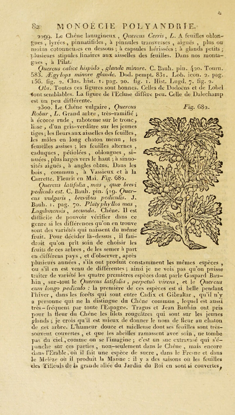 fia MONOÉCIE POLYANDRIE. -2*299. Le Chêne lanugineux , Quercus Cerris, L. A feuilles oblon- gues , lyrées , pinnatilides , h pinnules transverses , aiguës , plus ou moins cotonneuses en dessous ; à capsules hérissées ; à glands petits ; plusieurs stipules linaires aux aisselles des feuilles. Dans nos monta- gnes , a Pilât. Ouercus calice hispido , glande minore. C. Bauh. pin. /|20. Tourn. 583. Ægy lops minore glande. Dod. pempt. 831. Lob. icon. 2. pag. i5G. lig. 2. Clus. hist. 1. pag. 20. fig. 1. Hist. Lugd. 7. fîg. 2. (Jbs. Toutes ces ligures sont bonnes. Celles de Dodoëns et de Lobei -Sont semblables. La ligure de l’Ecluse diffère peu. Celle de Dalechamp est un peu différente. Robur , L. Grand arbre , très-ramifié ; à écorce rude , raboteuse sur le tronc, lisse , d’un gris-verdâtre sur les jeunes tiges ; les fleurs aux aisselles des feuilles, les mâles en long chaton menu , les bois , commun , a vassieux et a Ja Carrette. Fleurit en Mai. Fig. 682. Quercus la àfolia , mas , quœ brevi pediculo est. C. Bauh. pin. 419* Quer- cus vulgaris , brevibus pediculis. J. Bauh. 1. pag. 70. Plalyphyllos mas , Lugdunensis, secunda. Chêne. Il est difficile de pouvoir vérifier dans ce genre si les différences qu’on en trouve sont des variétés qui naissent du meme fruit. Pour décider là-dessus , il fau- droit qu’on prît soin de choisir les fruits de ces arbres , de les semer à part en différens pays , et d’observer, après plusieurs années , s’ils ont produit constamment les mêmes espèces , ou s’il en est venu de dilfêrentes 5 ainsi je ne vois pas qu’on puisse traiter de variété les quatre premières espèces dont parle Gaspard Bau— hin , sur-tout le Quercus latifolia , perpétua virens , et le Quercus cum longo pediculo : la première de ces espèces est si belle pendant l’hiver , dans les forêts qui sont entre Cadix et Gibraltar , qu’il n’y a personne qui ne la distingue du Chêne commun , lequel est aussi très-fréquent par toute l’Espagne. Tragus et Jean Bauhin ont pris pour la fleur du Chêne les blets rougeâtres qui sont sur les jeunes glands ; je crois qu’il est mieux de donner le nom de fleur au chaton de cet arbre. L’humeur douce et mielleuse dont ses feuilles sont très- souvent couvertes , et que les abeilles ramassent avec soin , ne tombe pas du ciel, comme on se l’imagine; c’est un suc extravasé qui s'é- panche sur ces parties , non-seulement dans le Chêne , mais encore dans l’Erable , où il fait une espèce de sucre , dans le Fresne et dans le Melèze où il produit la Manne : il y a des saisons où les feuilles nies Tilleuls de la grande allée du Jardin du Roi en sont si couvertes. femelles assises ; les feuilles alternes , caduques , pétiolées , oblongues , si- nuées , plus larges vers le haut ; à sinuo- sités aiguës , à angles obtus. Dans les
