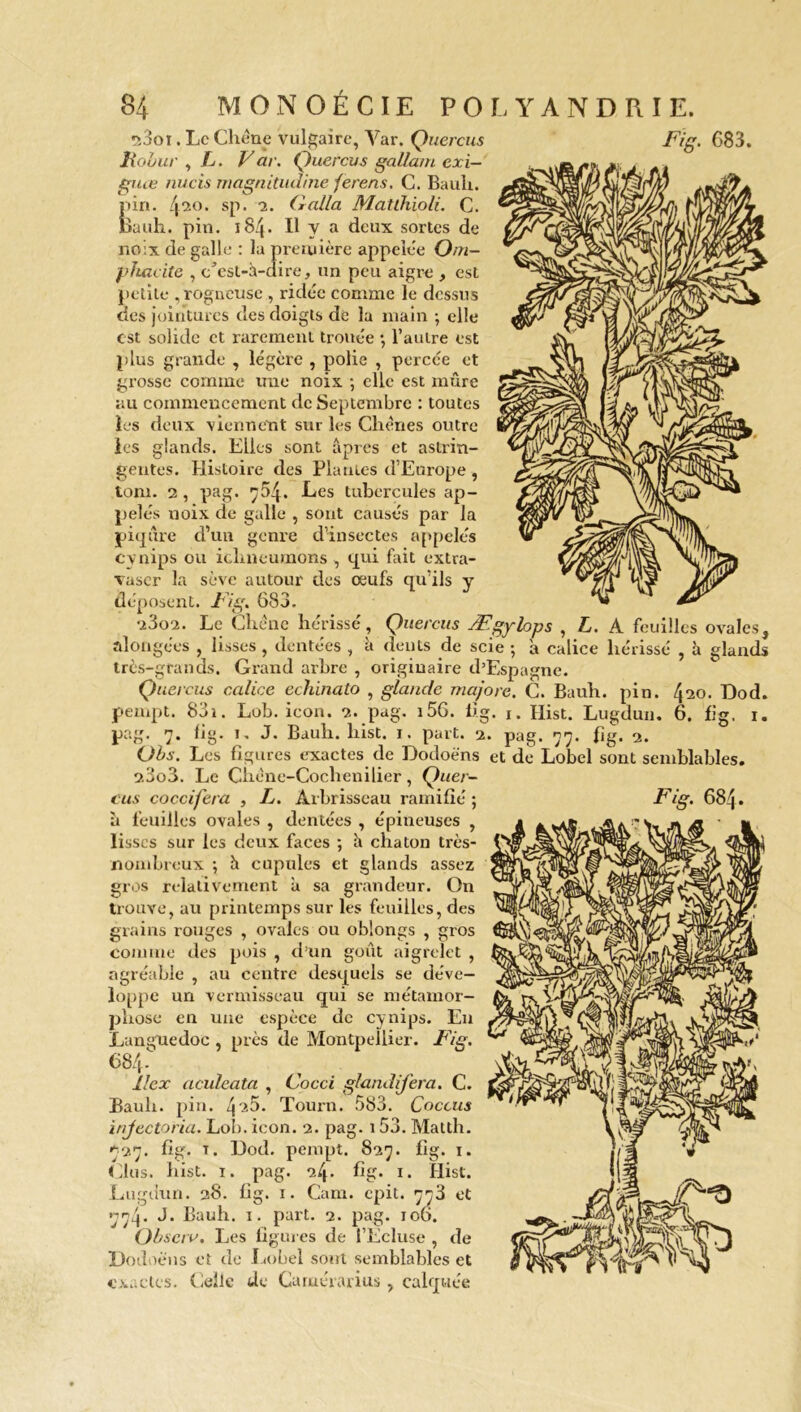 s3oi. Le Chêne vulgaire, Yar. Quercus Fig. 683. Jtobur , L. V ar. Quercus gallam exi— guœ nucis magnitudine ferens. C. Bauh. pin. 42°* sp- 2. (* alla Matihïoli. C. Bauh. pin. 184. Il y a deux sortes de noix de galle : la première appelée Om- phacite , c’est-à-dire, un peu aigre , est petite , rogncusc , ridée comme le dessus des jointures des doigts de la main -, elle est solide et rarement trouée •, l’autre est plus grande , légère , polie , percée et grosse comme une noix ; elle est mûre au commencement de Septembre : toutes les deux viennent sur les Chênes outre les glands. Elles sont âpres et astrin- gentes. Histoire des Plantes d’Europe , tom. 2 , pag. 7^4. Les tubercules ap- pelés uoix de galle , sont causés par la piqûre d’un genre d’insectes appelés cvnips ou ichneumons , qui fait extra- vascr la sève autour des œufs qu’ils y déposent. Fig. 683. •i3o2. Le Chêne hérissé , Quercus Ægylops , L. A feuilles ovales, alongécs , lisses , dentées , à dents de scie •, à calice hérissé , à glands très-grands. Grand arbre , originaire d’Espagne. Quercus calice echinato , glande majore. C. Bauh. pin. 420. Dod. pempt. 83i. Lob. icon. 2. pag. i56. fig. 1. Hist. Lugdun. 6. fig. x. pag. 7. fig. 1. J. Bauh. hist. 1. part. 2. pag. 77. fig. 2. (Jbs. Les figures exactes de Dodoè'ns et de Lobel sont semblables. 2.3o3. Le Chêne-Cochenilier, Quer- cus coccifera , L. Arbrisseau ramifié ; û feuilles ovales , dentées , épineuses , lisses sur les deux faces ; à chaton très- nombreux ; à cupules et glands assez gros relativement à sa grandeur. On trouve, au printemps sur les feuilles, des grains rouges , ovales ou oblongs , gros connue des pois , d’un goût aigrelet , agréable , au centre desquels se déve- loppe un vermisseau qui se métamor- phose en une espèce de cynips. En Languedoc , près de Montpellier. Fig. 684- ïlex aculeata , Cocci glandij'era. C. Bauh. pin. ^1.0. Tourn. 583. Coccus injectoria. Lob. icon. 2. pag. 153. Matth. 727. fig. t. Dod. pempt. 827. fig. 1. (dus. hist. 1. pag. 24. fig. 1. Hist. Lugdun. 28. fig. 1. Cam. epit. 773 et 774. J. Bauh. 1. part. 2. pag. 106. Obscru. Les figures de l’Ecluse , de Dodoëns et de Lobel sont semblables et exactes. Celle de Carnérarius, calquée Fig. 684.