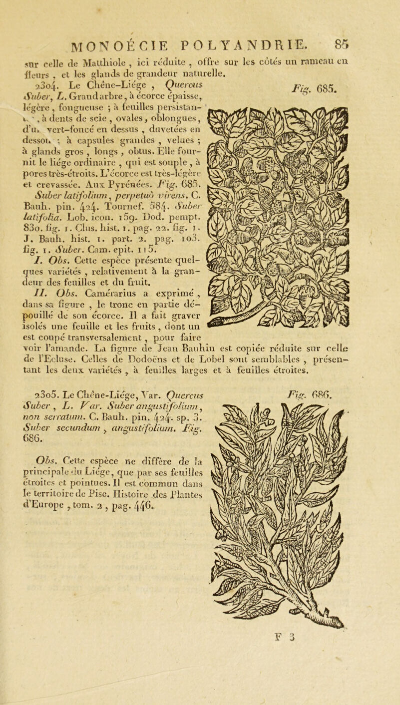 *nr celle de Matthiole , ici réduite , offre sur les côtés un rameau en fleurs , et les glands de grandeur naturelle. 0. 00\. Le Chêne-Liège , Quercus Suber, L. Grand arbre, à écorce épaisse, légère , fongueuse ; à feuilles persistan- t. -, h dents de scie , ovales, oblongues, d’u» vert-foncé en dessus , duvetées en dessou ; à capsules grandes , velues ; h glands gros , longs , obtus. Elle four- nit le liège ordinaire , qui est souple , à pores très-étroits. L’écorce est très-légère et crevassée. Aux Pyrénées. Fig. 685. Suber lalifoliiim, perpetuo virens. C. Bauh. pin. 424* Tournef. 584- Suber latifolia. Lob. icon. 15g. l)od. pempt. 83o. fig. i. Glus. List. 1. pag. 22. flg. i • J. Bauh. hist. i. part. 3. pag. io3. fig. i. Suber. Caïn. epit. 11 5. 1. Obs. Cette espèce présente quel- ques variétés , relativement h la gran- deur des feuilles et du fruit. II. Obs. Camérarius a exprimé , dans sa figure , le tronc en partie dé- pouillé de son écorce. Il a fait graver isolés une feuille et les fruits , dont un est coupé transversalement , pour faire voir l’amande. La figure de Jean Bauhiu est copiée réduite sur celle de l’Ecluse. Celles de Dodoëns et de Lobel sont semblables , présen- tant les deux variétés , à feuilles larges et a feuilles étroites. 23o5. Le Chêne-Liège, Yar. Quercus Suber, L. Var. Suber angusti folium, non serraturn. C. Bauh. pin. 424. sp. 3. Suber secundum , angusti folium, Fig. 686. Obs. Cette espèce ne diffère de la principale du Liège, que par ses feuilles étroites et pointues.il est commun dans le territoire de Pisc. Histoire des Plantes d’Europe , tom. 2 , pag. 44^-