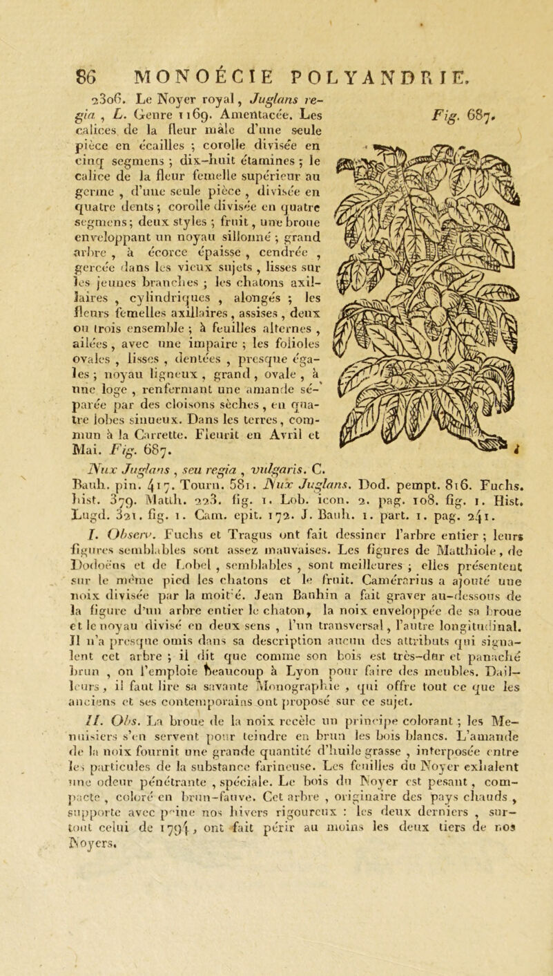 •2306. Le Noyer royal, Juglans ré- calices de la fleur màlc d’une seule pièce en écailles ; corolle divisée en cinq scgmens ; dix.-huit étamines ; le calice de la fleur femelle supérieur au germe , d’une seule pièce , divisée en quatre dents ; corolle divisée en quatre segmens; deux styles ; fruit, une broue enveloppant un noyau sillonné ; grand arbre , à écorce épaisse , cendrée , gercée dans les vieux sujets , lisses sur les jeunes brandies ; les chatons axil- laires , cylindriques , alongés ; les fleurs femelles axillaires , assises , deux ou (rois ensemble ; à feuilles alternes , ailées , avec une impaire ; les folioles ovales , lisses , dentées , presque éga- les ; noyau ligneux , grand, ovale , à une loge , renfermant une amande sé- parée par des cloisons sèches , eu qua- tre lobes sinueux. Dans les terres, com- mun h la Carrette. Fleurit en Avril et Mai. Fig. 687. Nu.x Jugions , s eu regia , vulgaris. C. Bauk. pin. 4*7* Tourn. 58i. Nux Juglans. Dod. pempt. 816. Fuchs. hist. 379. Matlh. 223. fig. i. Lob. icon. 2. pag. 108. fig. 1. Hist. Lugd. 32t. fig. 1. Cam. epit. 172. J. Bauh. i. part. 1. pag. 241 • I. Qbserv. Fuclis et Tragus ont fait dessiner l’arbre entier ; leurs figures semblables sont assez mauvaises. Les figures de Matthiole, de Dodoè'ns et de Lobel , semblables , sont meilleures j elles présentent sur le même pied les chatons et le fruit. Camérûrius a ajouté une noix divisée par la moit'é. Jean Banhin a fait graver au-dessous de la figure d’un arbre entier le chaton, la noix enveloppée de sa broue et le noyau divisé en deux sens , l’un transversal, l’autre longitudinal. J1 n’a presque omis dans sa description aucun des attributs qui signa- lent cet arbre ; ii dit que comme son bois est très-dur et panaché brun , on l’emploie beaucoup à Lyon pour faire des meubles. Dail— leurs, il faut lire sa savante Monographie , qui offre tout ce que les anciens et ses contemporains ont proposé sur ce sujet. II. Q!>s. La broue de la noix recèle un principe colorant ; les Me- nuisiers s’en servent pour teindre en brun les bois blancs. L’amande de la noix fournit une grande quantité d’huile grasse , interposée < nLre iei particules de la substance farineuse. Les feuilles du Noyer exhalent une odeur pénétrante , spéciale. Le bois du Noyer est pesant, com- pacte , coloré en brun-fauve. Cet arbre , originaire des pays chauds , supporte avec pmne nos hivers rigoureux : les deux derniers , sur- tout celui Noyers, de 1794 , ont fait périr au moins les deux tiers de nos