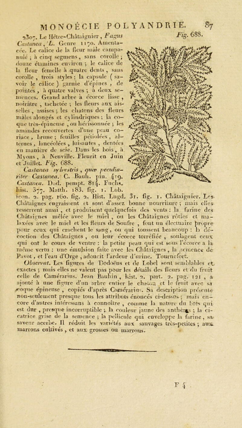 ‘>307. Le Hêtre*-Chataignier , t agus Cas tança ,‘L. Genre 1170. Arnenta- cée. Le calice Je la fleur mâle campa- nule ; à cinq segmens, sans corolle ; douze étamines environ •, le calice de la fleur femelle à quatre dents , sans corolle , trois styles : la capsule ( sa- voir le calice ) garnie d’épines , de pointes , à quatre valves ; à deux se- mences. Grand arbre a écorce lisse , noirâtre , tachetée -, les fleurs aux ais- selles , assises ; les chatons des fleurs mâles alongés et cylindriques; la co- que très-épineuse y ou hérissonuée ; les amandes recouvertes d’une peau co- riace , brune ; feuilles péliolées , al- ternes , lancéolées r luisantes , dentées en manière de scie. Dans les bois, à Mvobs , à Neuville. Fleurit en Juin et Juillet. Fig* 688. Castanea sylvestris , qvœ peculia— ri ter Castanea. C. Bauli. pin. 4?9* Castanea. Dod. pempt. 81 \. Fucbs. liisi. 877. Matth. 183. fig. 1. Lob. icon. 2. pag. 160. fig. 2. Hist. Lugd, 3r. fig. 1. Châtaignier. Les Châtaignes engraissent et sont d’assez bonne nourriture ; mais elles resserrent aussi , et produisent quelquefois des vents : la farine des Châtaignes mêlée avec le miel , ou les Châtaignes rôties et ma- laxées avec le miel et les fleurs de Soufre , font un élcctuaire propre pour ceux qui crachent le sang, ou qui toussent beaucoup : h dé- coction des Châtaignes , ou leur écorce torréfiée , soulagent ceux qui ont le cours de ventre : la petite peau qui est sous l’écorce a la même vertu : une émulsion faite avec les Châtaignes , la .semence de Pavot, et l’eau d’Orge , adoucit l’ardeur d’urine. Tourncfort. Observât. Les figures de Dodoè'ns et de Lobel sont semblables et» exactes ; mais elles ne valent pas pour les détails des fleurs cl du fruit celle de Camérarius. Jean Bauhin , hist. 2. part. 2. pag. 121 , a ajouté h une figure d’un arbre entier le chaton et le fruit avec sa /coque épineuse , copiés d’après Camérarius. Sa description présente non-seulement presque tous les attributs énoncés ci-dcssus ; mais en- core d’autres intéressans à connoître , comme la nature du bois qui est dur , presque incorruptible ; la couleur jaune des anthèifcs ; la ci- catrice grise de la semence ; la pellicule qui enveloppe la farine, sa- saveur acerbe. Il réduit les variétés aux sauvages très-petites ; aux marrons cultivés r et aux grosses ou marrons.