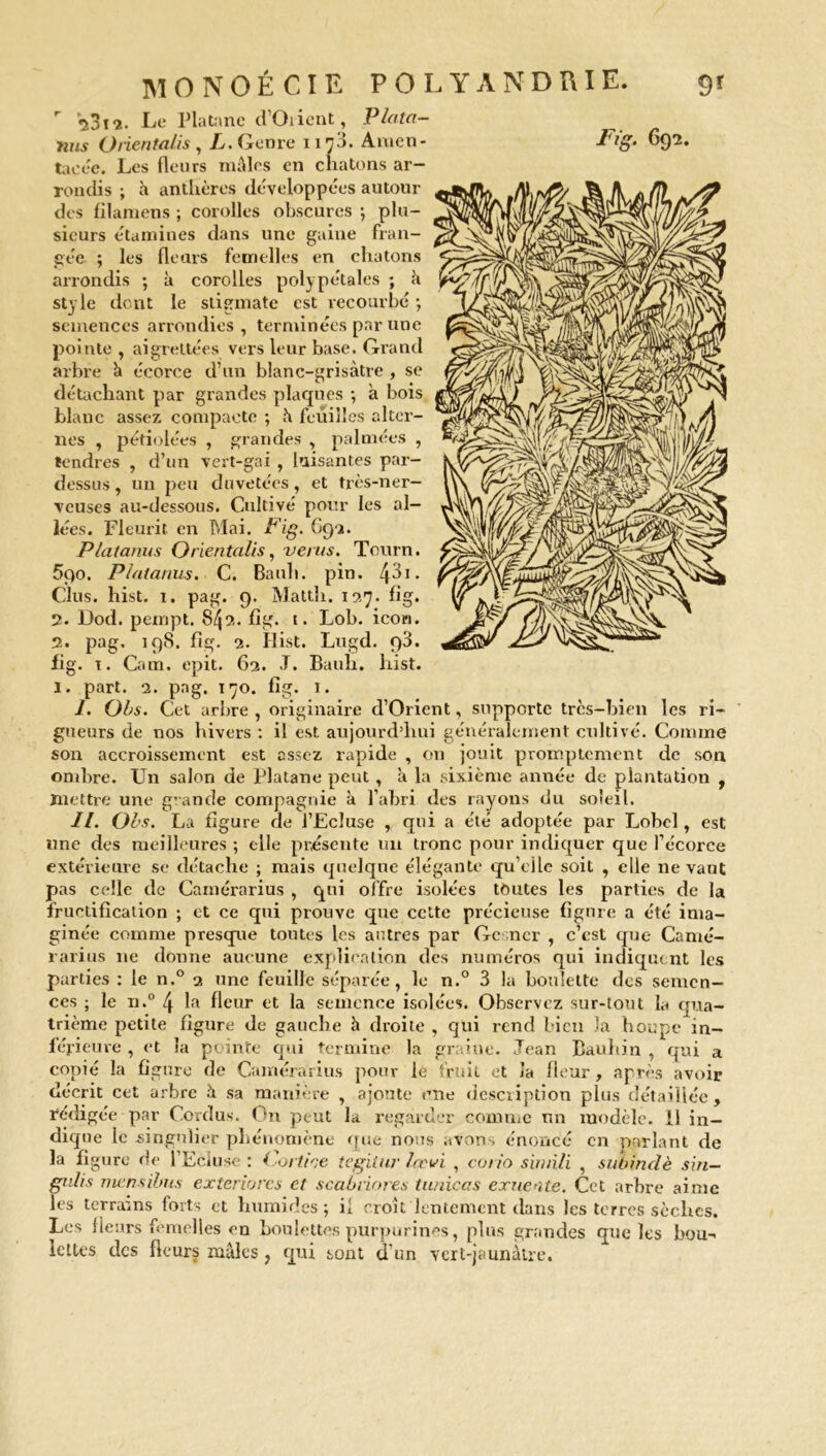 Fig. 692. r <2312. Le Platane d’Orient, P/ata- nus Orientait s , L. Genre 1178. Amen- taeee. Les fleurs mâles en chatons ar- rondis ; à anthères développées autour des filamens ; corolles obscures -, plu- sieurs étamines dans une gaine fran- gée ; les fleurs femelles en chatons arrondis -, à corolles poly pétales ; à style dont le stigmate est recourbé -, semences arrondies , terminées par une pointe , aigreltées vers leur base. Grand arbre à écorce d’un blanc-grisàtre , se détachant par grandes plaques *, a bois blanc assez compacte ; h feuilles alter- nes , pétiolées , grandes , palmées , tendres , d’un vert-gai , luisantes par- dessus , un peu duvetées, et très-ner- veuses au-dessous. Cultivé pour les al- lées. Fleurit en Mai. Fig. 692. Platanus Oriental/s, verus. Tourn. 5qo. Platanus. C. Bauh. pin. . Clus. hist. 1. pag. 9. Matth. 127. fig, 2. Dod. pempt. 842. fig. t. Lob. icori. 2. pag, 198. fig. 2. Ilist. Lugd. q3. fig. t. Cam. epit. 62. T. Bauh. hist. 1. part. 2. pag. 170. fig. 1. I. Obs. Cet arbre , originaire d’Orient, supporte très-bien les ri- gueurs de nos hivers : il est aujourd’hui généralement cultivé. Comme son accroissement est assez rapide , on jouit promptement de son ombre. Un salon de Platane peut, a la sixième année de plantation , mettre une grande compagnie à l’abri des rayons du soleil. II. Obs. La figure de l’Ecluse r qui a été adoptée par Lobel , est une des meilleures ; elle présente un tronc pour indiquer que l’écorce extérieure se détache ; mais quelque élégante qu’elle soit , elle ne vaut pas celle de Camérarius , qui offre isolées toutes les parties de la fructification ; et ce qui prouve que cette précieuse figure a été ima- ginée comme presque toutes les antres par Gc .ncr , c’est que Camé- rarius 11e donne aucune explication des numéros qui indiquent les parties : le n.° 2 une feuille séparée, le n.° 3 la boulette des semen- ces ; le n.° 4 la fleur et la semence isolées. Observez sur-tout la qua- trième petite figure de gauche h droite , qui rend bien la houpe in- férieure , et la pointe qui termine la graine. Jean Bauhin , qui a copié la figure de Camérarius pour le fruit et la fleur, après avoir décrit cet arbre à sa manière , ajoute une description plus détaillée, rédigée par Cordus. On peut L regarder comme un modèle. Il in- dique le singulier phénomène que nous avons énoncé en parlant de la figure de l’Ecluse : i^ortine tegiiur lœvi , corio simili , subindè sin— gulis mensibus exteriorcs et scabriores tutrices entente. Cet arbre aime les terrains forts et humides ; il croît lentement dans les terres sèches. Les fleurs femelles en boulettes purpurines, plus grandes que les bou- lettes des fleurs mâles, qui sont d’un vert-jaunâtre.