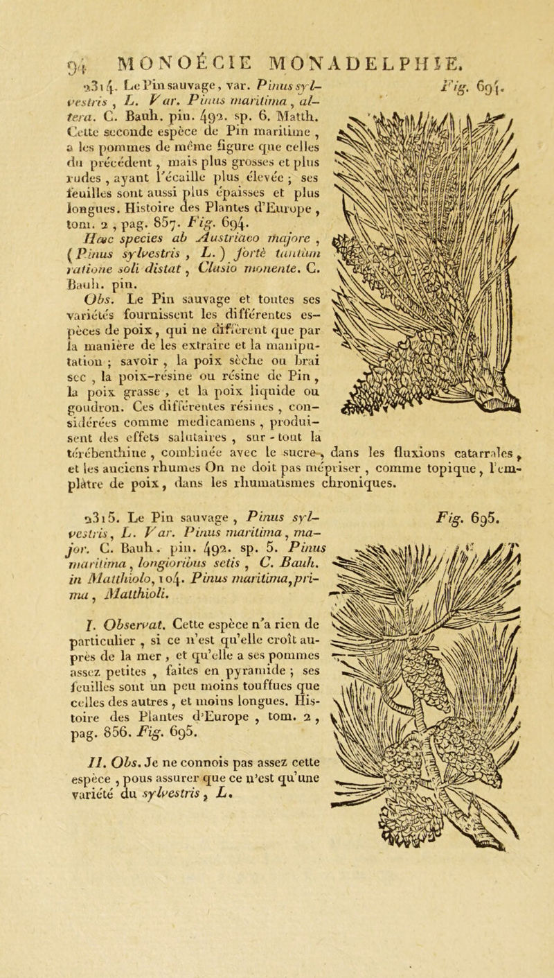 F*8- 69Î- •>.3i4- Le Pin sauvage, yar. Pinus syl- vestris , L. Far. Pinus marilima , al- téra. C. Bauh. pin. 49*3- *p. 6. Matth. Cette seconde espèce de Pin maritime , a les pommes (le même figure que celles du précédent, mais plus grosses et plus rudes , ayant l'écaille plus élevée ; ses feuilles sont aussi plus épaisses et plus longues. Histoire des Plantes d’Europe , tom. 2 , pag. 857- Fig. 694. ÏIchc species ab Austriaeo majore , ( Pinus sylvestris , L. ) J'ortè tuulàm ratiohe soli distat, Clusio rnonente, C. Bauh. pin. (Jbs. Le Pin sauvage et toutes ses Variétés fournissent les différentes es- pèces de poix, qui 11e diffèrent que par la manière de les extraire et la manipu- ^ tatiou ; savoir , la poix sèche ou brai scc , la poix-résine ou résine de Pin , la poix grasse , et la poix liquide ou goudron. Ces différentes résines , con- sidérées comme medicamens , produi- sent des effets salutaires , sur - tout la térébenthine , combinée avec le sucre-, dans les fluxions catarrhes, et les anciens rhumes On ne doit pas mépriser , comme topique , l’em- plâtre de poix, dans les rhumatismes chroniques. o3i5. Le Pin sauvage , Pinus syl- veslrvs, L. Far. Pinus marilima, ma- jor. C. Bauh. pin. fai. sp. 5. Pinus marilima , longioribus setis , C. Bauh. in Matthiolo, \o\. Pinus maritima,pri- ma , Malthioli. J. Observât. Cette espèce n’a rien de particulier , si ce n’est qu’elle croît au- près de la mer , et qu’elle a ses pommes assez petites , faites en pyramide ; ses feuilles sont un peu moins touffues que celles des autres , et moins longues. His- toire des Plantes d’Europe , tom. 2 , pag. 856. Fig. 695. U. Obs. Je ne connois pas assez cette espèce , pous assurer que ce u’est qu’une variété du sylvestris, L. Fig. 695.