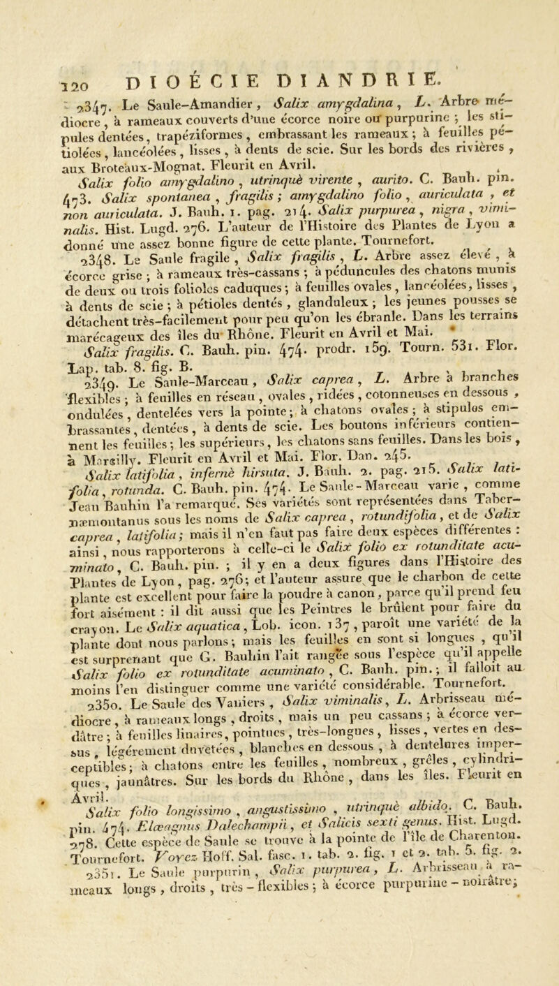 9,347. Le Saule-Amandier , Salix amygdalina , L. Arbre mé- diocre à rameaux couverts d’une écorce noire ou purpurine -, les sti- pules dentées, trapéziformes , embrassant les rameaux ; à feuilles pe- tiolécs lancéolées, lisses , à dents de scie. Sur les bords des rivières , aux Broteânx-Mognat. Fleurit en Avril. Salix folio amygdalino , utrinquè virente , aurito. C. Batih. pm. /r-3. Salix sponlanea , fragilis ; amygdalino folio , auriculata , et ■non auriculata. J. Bauh. 1. pag. -214. Salix purpurea, nigra virm- nalis. Hist. Lugd. *276. L’auteur de l’Histoire des Plantes de Lyon a donné Une assez bonne figure de cette plante. Tournefort. •2348. Le Saule fragile , Salix fragilis , L. Arbre assez élevé , k écorce °risc ; h rameaux très-cassans ; à pédnncoles des chatons munis de deux’ou trois folioles caduques -, à feuilles ovales , lancéolées, lisses , à dents de scie; à pétioles dentés, glanduleux; les jeunes pousses se détachent très-facilement pour peu qu’on les ébranle. Dans les terrains marécageux des îles du Rhône. Fleurit en Avril et Mai. # Salix fragilis. G. Bauh. pin. 474. prodr. i5q. Tourn. 53i. Flor. Lap. tab. 8. fig. B. , . , , . , 234o. Le Saule-Marceau, Salix caprea, L. Arbre a branches flexibles ; à feuilles en réseau , ovales , ridées , cotonneuses en dessous , ondulées’, dentelées vers la pointe; à chatons ovales; k stipules em- brassantes , dentées, à dents de scie. Les boutons inférieurs contien- nent les feuilles ; les supérieurs, les chatons sans feuilles. Dans les bois , à Mnrsilly. Fleurit en Avril et Mai. Flor. Dan. 245. Salix latifolia , infernè hirsuta. J. Bauh. 2. pag. 21b. Salix lati- folia , rotunda. C. Bauh. pin. 44-. Le Saule - Marceau varie , comme Jean Bauhin l’a remarqué. Ses variétés sont représentées dans Taber- næniontanus sous les noms de Salix caprea , rotundijolia, et de oahx caprea laiifolia; mais il n’cn faut pas faire deux espèces differentes : ainsi nous rapporterons à celle-ci le Salix folio ex rotunditate acu- Tninato, C. Bauh. pin. ; il y en a deux figures dans 1 Histoire des Plantes de Lyon, pag. 276; et l’auteur assure que le charbon de cette plante est excellent pour faire la poudre à canon, parce qu il prend ieu fort aisément : il dit aussi que les Peintres le brûlent pour fane du crayon. Le Salix aquatica , Lob. icon. 1 37 , paroit une variété de la plante dont nous parlons; mais les feuilles en sont si longues , qu H est surprenant que G. Bauhin l’ait rangée sous l’espèce qu il appelle Salix folio ex rotunditate acuminato , C. Bauh. pm.; il iailoit au moins l’en distinguer comme une variété considérable. Tournefort. ^ 235o. Le Saule des Vaniers , Salix viminalis, L. Arbrisseau mé- diocre, h rameaux longs , droits , mais un peu cassans ; a ecorce ver- dâtre ; â feuilles linaircs, pointues , très-longues , lisses , vertes en des- sus » légèrement duvetées , blanches en dessous , à dentelures imper- ceptibles; à chatons entre les feuilles, nombreux grcles cylindri- ques , jaunâtres. Sur les bords du Rhône , dans les îles. F reunt en ^Salix folio longissimo , angust'issimo , utrinquè albido. C. Bauh. pin 4-74. Elæagnus Dalechampii, et Salicis sexti genus. Hist. Lugd. Lg. Cette espèce de Saule se trouve k la pointe de File de Charenton. Tournefort. Voyez Hoff. Sal. fasc. 1. tab. 2. fig. t et 2. tab. 5. fig. 2. 235t. Le Saule purpurin, Salix purpurea, L. Arbrisseau a ra meaux longs , droits , très - flexibles ; à écorce purpurine - noirâtre;