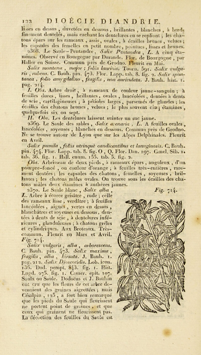 lisses evi dessus , duvetées en dessous , brillantes , blanches , h bords finement denteles , mais cachant les dentelures en se repliant ; les cha- tons épars sur les rameaux , assis, ovales , h écailles brunes , velues; les capsules des femelles en petit nombre, pointues, lisses et brunes. 2.368. Le Saule~ Pentandre , Salix Penlandra , L. A cinq éta- mines. Observé en Bourgogne par Durande. Flor. de Bourgogne, par Haller en Suisse. Commun près de Grodno. Fleurit en Mai. Salix montana , major ; foliis launuis. Touru. 591. Salix vulga- ris , rubens. C. Bauh. pin. Flor. Lapp. tab. 8. fig. 2. Salix sport- tanea , folio amygdalino , fragi/is , non aariculata. J. Bauh. hist. t. pag. 214. I. Obs. Arbre droit, h rameaux de couleur jaune-sanguin ; à feuilles dures, lisses, brillantes, ovales , lancéolées, dentées à dents de scie, cartilagineuses ; â pétioles larges, parsemés de glandes; les écailles des chatons brunes , velues ; le plus souvent cinq étamines , quelquefois six ou sept. IJ. Obs. Les dentelures laissent suinter un suc jaune. 2869. Le Saule des sables, Salix atenaria , L. A feuilles ovales r lancéolées , soyeuses , blanches en dessous. Commun près de Grodno. Ne se trouve autour de Lyon que sur les Alpes Delphinales. Fleurit en Avril. Salix pnniila , foliis utrinquè candicantibus et lanuginosis. C. Bauh. pin. 474* Flor. Lapp. tab. 8. fig. O , Q. Flor. Dan. 197. Gmel. Sib. 1» tab. 36. fig. 1. Hall. enum. 155. tab. 5. fig. 2. jObs. Arbrisseau de deux pieds , à rameaux épars , anguleux , d’uiv pourpre-foncé , ou couleur d’orange ; à feuilles très-entières , rai’e- ment dentées ; les capsules des chatons , femelles , soyeuses , bril- lances ; les chatons males ovales. On trouve sous les écailles des cha- tons mâles deux étamines à anthères jaunes. o.ù'jo. Le Saule blanc , Salix alba > Ij. Arbre â écorce grisâtre , rude ; celle des rameaux lisse , verdâtre ; â feuilles lancéolées , aiguës , vertes en dessus , blanchâtres et so^ euses en dessous, den- tées à dents de sqie , à dentelures infé- rieures , glanduleuses ; â chatons grêles et cylindriques. Aux Broteaux. Très- commun. Fleurit en Mars et Avril. Fig. 7.4. Salix vulgaris , alba , aiborescens. C. Bauh. pin. 47^* Salix maxirna , fragills, alba , hirsuta. J. Bauh. 1. pag. 212. Salix Diosporidis. Lob. ieon. 136. Dod. pempt. 8j3. fig. 1. Hist. Lugd. 276. fig. 1. Camer. epit. 107. Saulx ou Saule. Dodoëns et J. Bauhin ont cru que les fleurs «le cet arbre de- venoient des graines aigrettées ; mais Césalpin , T25 , a fort bien remarqué que les pieds du Saule qui fleurissent ne portent point de graines , et que ceux qui grainent ne fleurissent pas. La décoction des feuilles du Saule est
