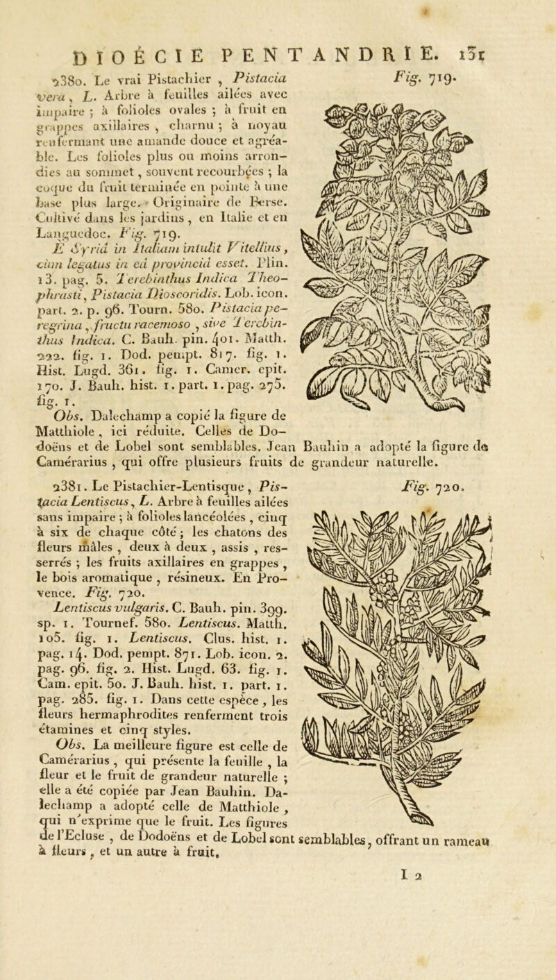 DIOÉCIE PENTANDRIE. t5t ^38o. Le vrai Pistachier , Pistacia Fig. 719. Vem, L- Arbre à feuilles ailées avec impaire ; à folioles ovales ; à fruit en grappes axillaires , charnu ; à noyau renfermant une amande douce et agréa- ble. Les folioles plus ou moins arron- dies au sommet, souvent recourbées ; la coque du fruit terminée en pointe l» une base plus large. Originaire de Perse. Cultivé dans les jardins , en Italie et en Languedoc. Pig. 719. F à'yrid in ltaliam iniulit V itellius, ci an legalus in cd provincià essei. l’iin. i3.pag. 5. l erebinthus Indica Iheo- phrasti, pistacia Dioscorhhs. Lob. icon. part. 2. p. 96. Tourn. 58o. Pistacia pc- regrina, fruçtumcemoso , siue l'ercbin- thus indica. C. Bauh. pin. • Matth. 222. fi g. 1. Dod. peuipt. 817. fig. 1. Hist. Lugd. 36i. fig. 1. Camer. epit. 170. J. Bauh. hist. 1. part, i.pag. 275. fig. 1. Obs. Daîechamp a copié la figure de Matthiole , ici réduite. Celles de Do- doëns et de Lobel sont semblables. Jean Bauliin a adopté la figure de Camérarius , qui offre plusieurs fruits de grandeur naturelle. u38i. Le Pistachier-Lentisque , Pis- Fig. 720. %acia Letitiscus, L. Arbre à feuilles ailées sans impaire ; l» folioles lancéolées , cinq à six de chaque côté ; les chatons des fleurs iMIes , deux à deux , assis , res- serrés ; les fruits axillaires en grappes , le bois aromatique , résineux. En Pro- vence. Fig. 720. Lentiscus vidgaris. C. Bauh. pin. 399. sp. 1. Tournef. 58o. Lentiscus. Matth. ïo5. fig. 1. Lentiscus. Clus. hist. 1. pag. 14. Dod. pempt. 871. Lob. icon. 2. pag. 96. fig. 2. Hist. Lugd. 63. fig. r. Cam. epit. 5o. J. Bauh. hist. 1. part. 1. pag. 285. fig. 1. Dans cette espèce , les fleurs hermaphrodites renferment trois étamines et cinq styles. Obs. La meilleure figure est celle de Camérarius , qui présente la feuille , la fleur et le fruit de grandeur naturelle ; elle a été copiée par Jean Bauliin. Da- lechamp a adopté celle de Matthiole , qui n'exprime que le fruit. Les figures de 1 Ecluse , de Dodoëns et de Lobel sont semblables, offrant un rameau à fleurs , et un autre à fruit,