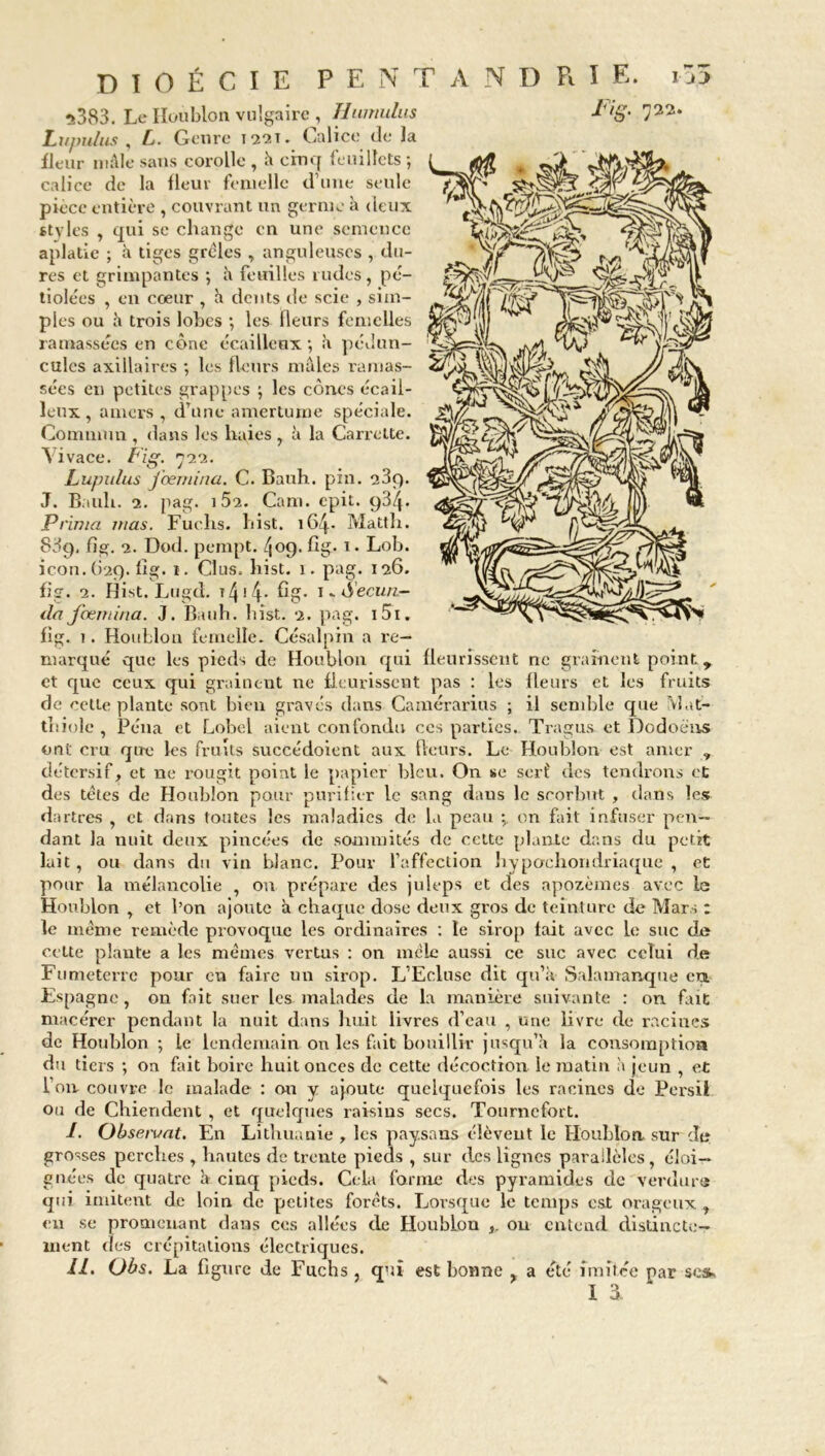 5383. Le Houblon vulgaire , Humulus Fig- 722. Lupulus , L. Genre 122t. Calice de la fleur mâle sans corolle , â cinq feuillets ; calice de la fleur femelle d’une seule pièce entière , couvrant un germe à deux styles , qui se change en une semence aplatie ; à tiges grêles anguleuses , du- res et grimpantes ; h feuilles rudes, pè- tiolées , en coeur , h dents de scie , sim- ples ou à trois lobes ; les fleurs femelles ramassées en cône écailleux ; â pédun- culcs axillaires -, les fleurs mâles ramas- sées en petites grappes ; les cônes écail- leux , amers , d’une amertume spéciale. Commun , dans les haies, à la Carrette. \ivace. Fig. 722. Lupulus j'œmina. C. Bauh. pin. 23c). J. Bauh. 2. pag. iÔ2. Cam. epit. 934. Prima mas. Fuchs. hist. 164- Matth. 83q. fig. 2. Dod. pempt. 409. fig. 1. Lob. icon.G29.f1g. t. Clus. hist. 1. pag. 126. fig. 2. Hist. Lugdi. t 414. fig. 1 * Securi- daJ'œmina. J. Bauh. hist. 2. pag. i5i. fig. 1. Houblon femelle. Césalpin a re— marqué que les pieds de Houblon qui fleurissent ne grainent point y et que ceux qui grainent ne fleurissent pas : les fleurs et les fruits de cette plante sont bien gravés dans Camérarius ; il semble que Mal- tbiole , Péna et Lobel aient confondu ces parties. Tragus et Dodoèns ont cru que les fruits succédoient aux fleurs. Le Houblon est amer , détersif, et ne rougit point le papier bleu. On se sert' des tendrons et des têtes de Houblon pour purifier le sang dans le scorbut , dans les dartres , et dans toutes les maladies de la peau -, on fait infuser pen- dant la nuit deux pincées de sommités de cette plante dans du petit lait, ou dans du vin blanc. Pour l’affection hypocliondriaqiie , et pour la mélancolie , on prépare des juleps et des apozèmes avec le Houblon , et l’on ajoute à chaque dose deux gros de teinture de Mars : le même remède provoque les ordinaires : le sirop lait avec le suc de celte plaute a les mêmes vertus : on mêle aussi ce suc avec celui de Fumeterrc pour en faire un sirop. L’Ecluse dit qu’il Salamanque eu Espagne, on fait suer les malades de la manière suivante : on fait macérer pendant la nuit dans huit livres d’eau , une livre de racines de Houblon ; le lendemain on les fait bouillir jusqu’à la consomption du tiers ; ou fait boire huit onces de cette décoction le matin à jeun , et l’on couvre le malade : ou y ajoute quelquefois les racines de Persil ou de Chiendent , et quelques raisins secs. Tournefort. /. Obseruat. En Lithuanie , les paysans élèvent le Houblon sur de grosses perches , hautes de trente pieds , sur des lignes parallèles, éloi- gnées de quatre à cinq pieds. Cela forme des pyramides de verdure qui imitent de loin de petites forêts. Lorsque le temps est orageux , eu se promenant dans ces allées de Houblon ou entend distincte- ment des crépitations électriques. 11. Obs. La figure de Fuchs , qui est bonne . a été imitée par ses. I à