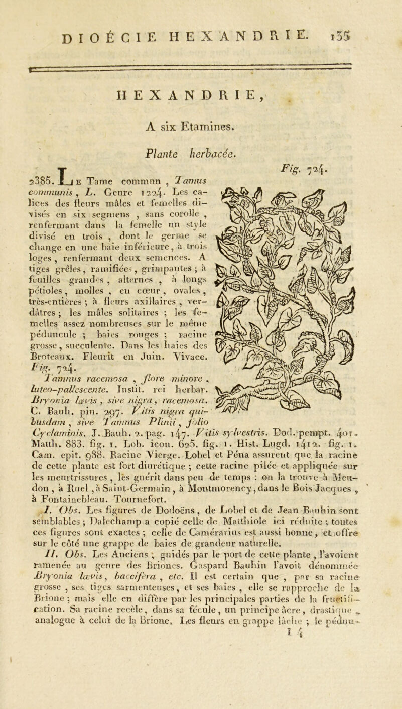 HEXANDRIE A six Etamines. Plante herbacée. Fig. 724. r>385. T 1 F. Tame commun , 1 cmius commuais, L. Genre 1224- Les ca- lices des fleurs mâles et femelles di- visés en six segmens , sans corolle , renfermant dans la femelle un style divisé en trois , dont le germe se change en une baie inférieure, à trois loges , renfermant deux semences. A tiges grêles, ramifiées, grimpantes; à feuilles grand'-s , alternes , h longs pétioles , molles , eu cœur , ovales , très-entières ; à fleurs axillaires , ver- dâtres ; les mâles solitaires ; les fe- melles assez nombreuses sur le même péduncule ; baies rouges ; racine grosse, succulente. Dans les haies des Broteaux. Fleurit en Juin. Vivace. Fig. 79.4» 1 amans racemosa , flore minore , luteo-pallcscente. Jnstit. rei herbar. Br yonia la ois , sine niera, racemosa. C. Bauli. pin. 297. V itis nigra qui- hasdam , sine 1 dmnus Plinii , J 'olio Cydaminis, J. Bauh. 2. pag. 147. Vitis sylnestns. Bod. pempt. 4or* Matth. 883. fig. 1. Lob. icou. (>25. fig. 1. Hist. Lugd. 1412. fig. 1. Cam. epit. 988. Bacine Vierge. Lobcl et Péna assurent que la racine de cette plante est fort diurétique ; celte racine pilée et appliquée sur les meurtrissures , lès guérit dans peu de temps : on la trouve h Mcu- don , a Ruel, h Saint-Germain, à Montmorency, dans le Bois Jacques , à Fontainebleau. Tournefort. I. Obs. Les figures de Dodoëns, de Lobel et de Jean Bmhin sont semblables ; Dalcchamp a copié celle de Malthiole ici réduite ; toutes ces figures sont exactes ; celle de Camérarius est aussi bonne, et offre sur le coté une grappe de baies de grandeur naturelle. II. Obs. Les Anciens ; guidés par le port de cette plante , l’avoicnt ramenée au genre des Brioncs. Gaspard Bauhin l’avoit dénommée Bryonia lavis, baccifera , etc. Il est certain que , par sa racine grosse , ses liges sarmenteuscs, et ses baies , elle se rapproche de la Brione ; mais elle en diffère par les principales parties de la fructifi- cation. Sa racine recèle, dans sa fécule, un principe âcre, drastique analogue à celui de la Brione. Les fleurs en grappe lâche ; le péduu- I 4