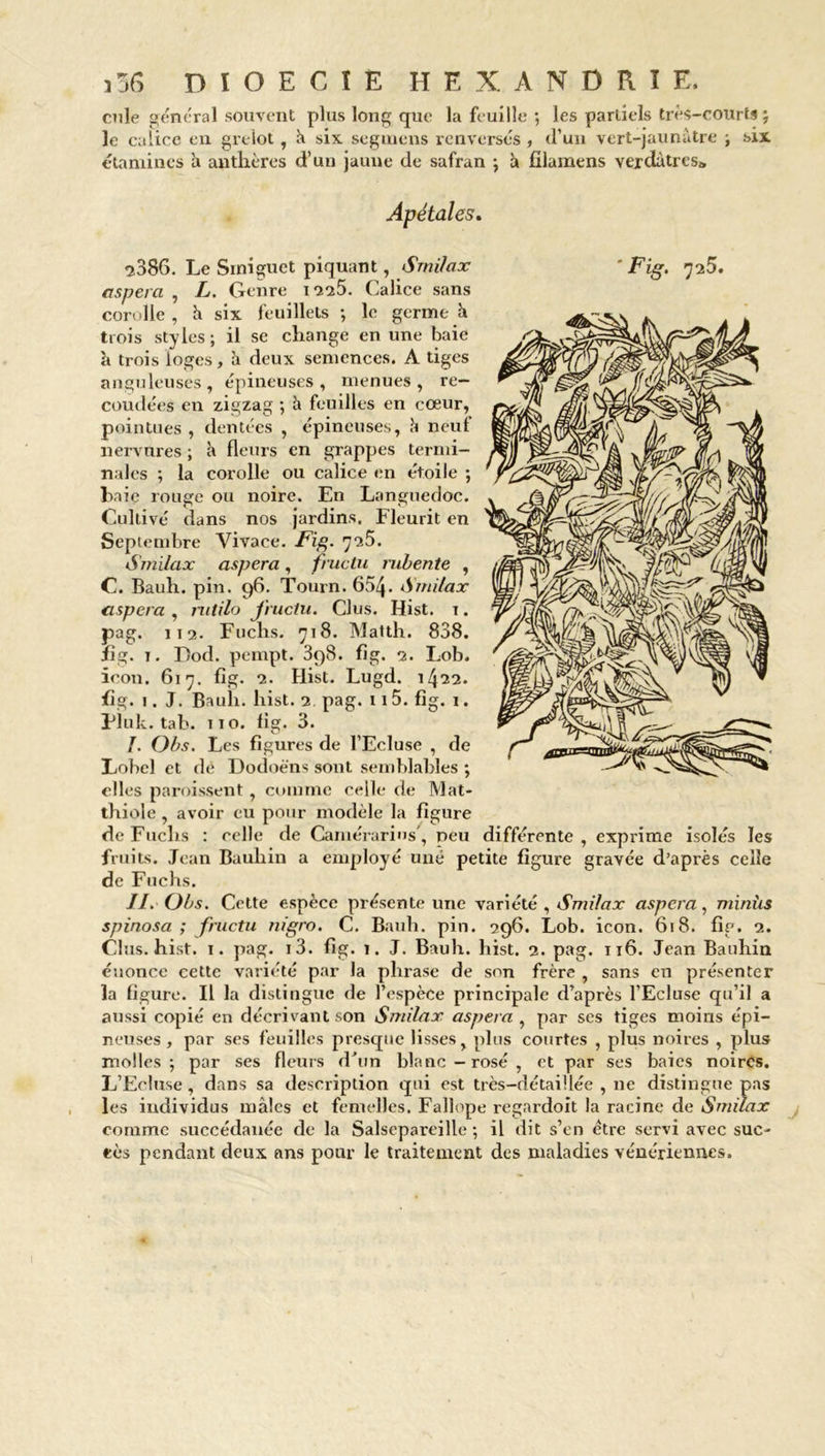 cille général souvent plus long que la feuille ; les partiels très-courts ; le calice en grelot , k six segmens renversés , d’un vert-jaunàtre ; six étamines a anthères d’un jaune de safran ; h filamens verdâtres* Apétales. «2386. Le Srniguet piquant, Smilax ’ Fig. 725. aspera , L. Genre 1225. Calice sans corolle , k six feuillets ; le germe h trois styles ; il se change en une baie à trois loges, à deux semences. A tiges anguleuses, épineuses, menues, re— coudées en zigzag ; k feuilles en cœur, pointues , dentées , épineuses, k neut nervures ; k fleurs en grappes termi- nales ; la corolle ou calice en étoile -, haie rouge ou noire. En Languedoc. Cultivé dans nos jardins. Fleurit en Septembre Vivace. Fig. 725. Smilax aspera, fructu nibente , C. Bauli. pin. 96. Tourn. 654• Smilax aspera , rutilo fructu. Clus. Hist. t . pag. 112. Fuchs. 718. Matth. 838. fïg. t. Dod. pempt. 398. fig. 2. Lob. icon. 617. fig. 2. Hist. Lugd. 1422. fig. 1. J. Bauli. hist. 2. pag. 115. fig. 1. Pluk. tab. î 10. fig. 3. L Obs. Les figures de l’Ecluse , de Lobel et dé Dodoèns sont semblables ; elles paroissent, comme celle de Mat- thiole , avoir eu pour modèle la figure de Fuchs : celle de Camérarins', peu différente , exprime isolés les fruits. Jean Bauliin a employé une petite figure gravée d’après celle de Fuchs. II. Obs. Cette espèce présente une variété , Smilax aspera, minùs spinosa ; fructu nigro. C. Bauh. pin. 296. Lob. icon. 618. fig. 2. Clus. hist. 1. pag. i3. fig. 1. J. Bauh. hist. 2. pag. 116. Jean Bauhin énonce cette variété par la phrase de son frère , sans en présenter la figure. Il la distingue de l’espèce principale d’après l’Ecluse qu’il a aussi copié en décrivant son Smilax aspera , par ses tiges moins épi- neuses, par ses feuilles presque lisses, plus courtes , plus noires , plus molles; par ses fleurs d’un blanc-rosé, et par ses baies noires. L’Ecluse, dans sa description qui est très-détaillée , ne distingue pas les individus males et femelles. Fallope regardoit la racine de Smilax comme succédanée de la Salsepareille; il dit s’en être servi avec suc- cès pendant deux ans pour le traitement des maladies vénériennes.