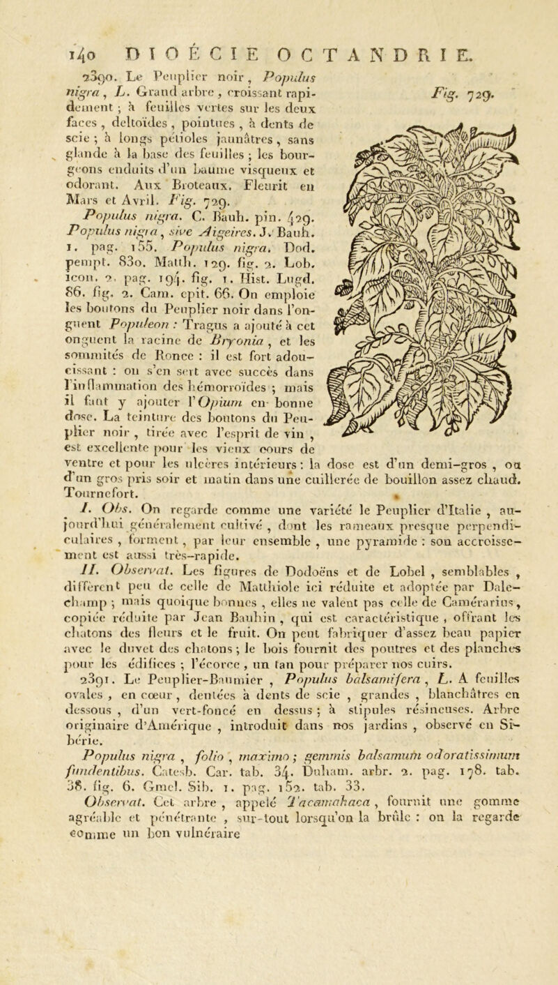 ■33(}o. Le Peuplier noir, Populus nigra , L. Grand arbre , croissant rapi- faces , deltoïdes , pointues , k dents de scie ; h longs pétioles jaunâtres , sans _ glande h la base des feuilles ; les bour- geons enduits d’un baume visqueux et odorant. Aux Broteaux. Fleurit en Mars et Avril. Fig. 729. Populus mgra. C. Bauh. pin. 499. Populus nigra, sive Aigeires. Je Bauh. 1. pag. 155. Populus nigra. Dod. pempt. S3o. Mattb. 129. fig. 2. Lob. icon. 2. pag. 19/j. fig. î. Hist. Lugd. S6. fig. 2. Cam. epit. 66. On emploie les boutons du Peuplier noir dans l’on- guent Populeon : Tragus a ajouté k cet onguent la racine de Biyonia , et les sommités de Ronce : il est fort adou- cissant : on s’en sert avec succès dans 1 inflammation des hémorroïdes ; mais il faut y ajouter Y Opium eu bonne dose. La teinture des boutons du Peu- plier noir , tirée avec l’esprit de vin , est excellente pour les vieux cours de ventre et pour les ulcères intérieurs: la dose est d’un demi-gros , oat d’un gros pris soir et matin dans une cuillerée de bouillon assez cliaud. Tournefort. » /. Obs. On regarde comme une variété le Peuplier d’Italie , au- jourd hui généralement cultivé , dont les rameaux presque perpendi- culaires , forment, par leur ensemble , une pyramide : son accroisse- ment est aussi très-rapide. II. Observai. Les figures de Dodoè'ns et de Lohel , semblables , diffèrent peu de celle de Matthiole ici réduite et adoptée par Dale- champ ; mais quoique bonnes , elles ne valent pas celle de Camérarius, copiée réduite par Jean Baubin , qui est caractéristique , offrant les chatons des fleurs et le fruit. On peut fabriquer d’assez beau papier avec le duvet des chatons; Je hois fournit des poutres et des planches pour les édifices ; l’écorce , un tan pour préparer nos cuirs. 2.391. Le Peuplier-Baumier , Populus balsamifcra , jL. A feuilles ovales , en cœur, dentées à dents de scie , grandes , blanchâtres en dessous , d’un vert-foncé en dessus ; k stipules résineuses. Arbre originaire d’Amérique , introduit dans nos jardins , observé en Si- bérie. Populus nigra , folio , maximo ; gemrnis balsamum odoratissinium fundentibus. Catesb. Car. tab. 3/j. Duham. arbr. 2. pag. 178. tab. Observât. Cel arbre, appelé 'Jacamakaca, fournit une gomme agréable et pénétrante , sur-tout lorsqu’on la brûle : on la regarde comme un bon vulnéraire Fig. 729.
