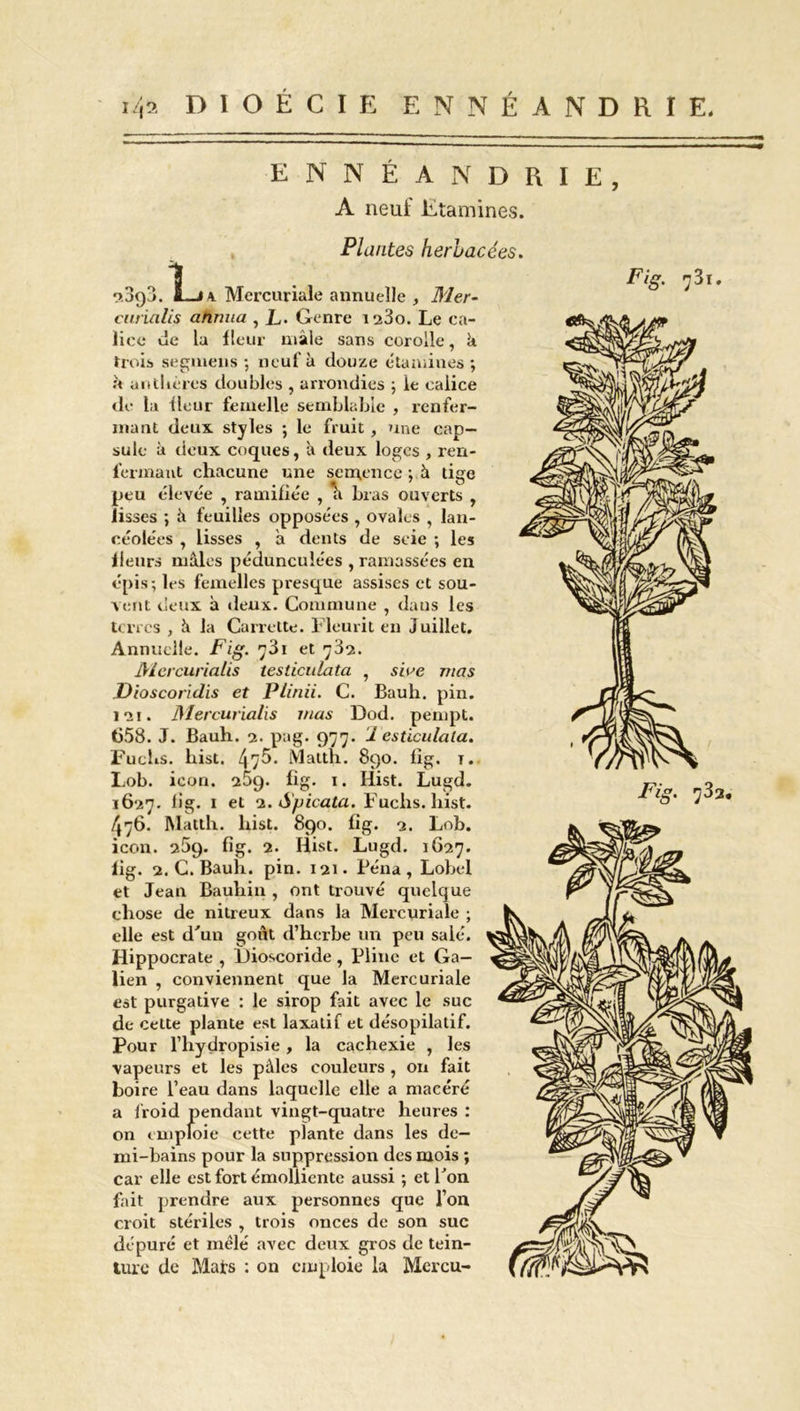 ENNÉANDRIE, A neuf Etamines. Plantes herbacées. o.3q3. L-i a. Mercuriale annuelle , Mer- curialis atmua , L. Genre i23o. Le ca- lice ue la fleur mâle sans corolle, k trois segmens ; neuf à douze étamines ; k anthères doubles , arrondies ; le calice de la fleur femelle semblable , renfer- mant deux styles ; le fruit , une cap- sule à deux coques, k deux loges , ren- fermant chacune une semence -, k tige peu élevée , ramifiée , k bras ouverts , lisses ; k feuilles opposées , ovales , lan- céolées , lisses , k dents de scie ; les Heurs mâles pédunculées , ramassées en épis; les femelles presque assises et sou- vent deux k deux. Commune , dans les terres , k la Carrette. Fleurit en juillet. Annuelle. Fig. y3i et 782. Mcrcurialis testiculata , siae mas Dioscoridis et Plinii. C. Bauh. pin. 121. Mercurialis mas Dod. pempt. ti58. J. Bauh. 2. pag. 977. 1 esticulala. Fuchs. hist. 475. Matth. 890. fîg. t. Lob. ieon. 25g. fig. 1. Iiist. Lugd. 1627. lig. 1 et 2. Spicata. Fuchs. hist. 476. Matth. hist. 890. fig. 2. Lob. icon. 259. fig. 2. Hist. Lugd. 1G27. fig. 2. C. Bauh. pin. 121. Péna, Lobel et Jean Bauliin , ont trouvé quelque chose de nitreux dans la Mercuriale ; elle est d'un goût d’herbe un peu salé. Hippocrate , Flioscoride, Pline et Ga- lien , conviennent que la Mercuriale est purgative : le sirop fait avec le suc de cette plante est laxatif et de'sopilatif. Pour l’hydropisie , la cachexie , les vapeurs et les pâles couleurs , on fait boire l’eau dans laquelle elle a macéré a froid pendant vingt-quatre heures : on emploie cette plante dans les de- mi-bains pour la suppression des mois ; car elle est fort émolliente aussi ; et Ton fait prendre aux personnes que l’on croit stériles , trois onces de son suc dépuré et mêlé avec deux gros de tein- ture de Mats ; on emploie la Mcrcu-