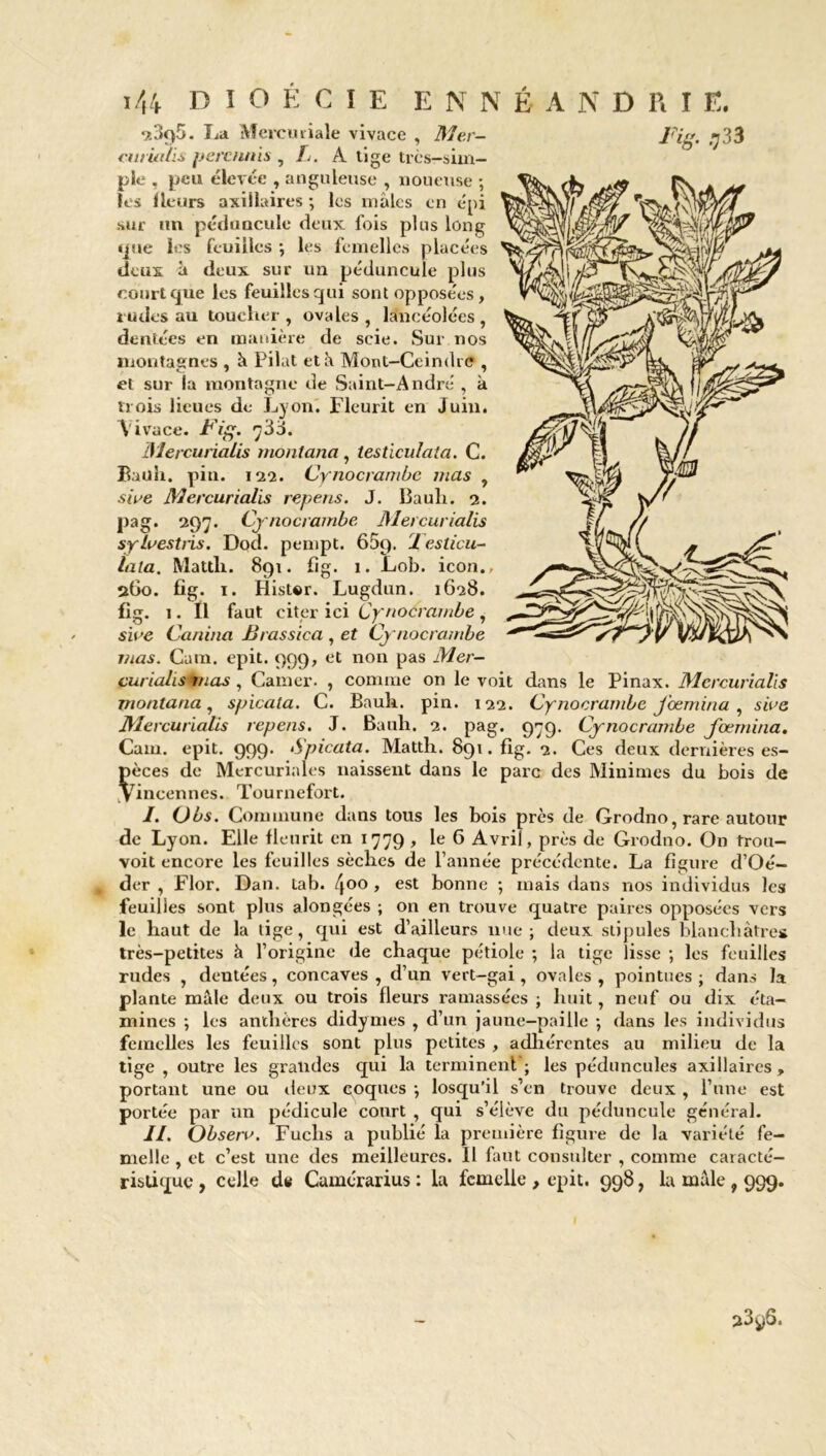 23q5. La Mercuriale vivace , Mer- Fig. ^33 curiatis péri: uni s , L. A tige très-sim- ple . peu élevée , anguleuse , noueuse ; les Heurs axillaires ; les mâles en épi sur un pédancule deux fois plus long que les feuilles •, les femelles placées deux à deux sur un péduncule plus court que les feuilles qui sont opposées, rudes au toucher , ovales , lancéolées , dentées en manière de scie. Sur nos montagnes , k Pilât et à Mont-Ceindre , et sur la montagne de Saint-André , k trois lieues de Lyon. Fleurit en Juin. Vivace. Fig. Mercurialis montana, testiculata. C. Bauh. pin. 122. Cynocrambe mas , swe Mercurialis repens. J. Bauh. 2. pag. 297. Cynocrambe Mercurialis sylaestns. Dod. pempt. 659. 1 estidi- lata. Mattli. 891. fig. 1. Lob. icon., 260. fig. 1. Histor. Lugdun. 1628. fig. 1. Il faut citer ici Cynocrambe, swe Canina Brassiea , et Cynocrambe mas. Catn. epit. 999, et non pas Mer- curialis mas , Camer. , connue on le voit dans le Pinax. Mercurialis montana, spicala. C. Baulr. pin. 122. Cynocrambe Joemina , sire Mercurialis repens. J. Bauh. 2. pag. 979. Cynocrambe Joemina. Cam. epit. 999. Spicata. Mattlr. 891. fig. 2. Ces deux dernières es- pèces de Mercuriales naissent dans le parc des Minimes du bois de Vincennes. Tournefort. I. Obs. Commune dans tous les bois près de Grodno, rare autour de Lyon. Elle fleurit en 1779 , le 6 Avril, près de Grodno. On îrou- voit encore les feuilles sèches de l’année précédente. La figure d’Oé- der , Flor. Dan. tab. 4°° > est bonne ; mais dans nos individus les feuilles sont plus alongées ; on en trouve quatre paires opposées vers le haut de la tige, qui est d’ailleurs nue; deux stipules blanchâtres très-petites à l’origine de chaque pétiole ; la tige lisse ; les feuilles rudes , dentées, concaves , d’un vert-gai, ovales , pointues ; dans la plante mâle deux ou trois fleurs ramassées ; huit, neuf ou dix éta- mines ; les anthères didymes , d’un jaune-paiile ; dans les individus femelles les feuilles sont plus petites , adhérentes au milieu de la tige , outre les grandes qui la terminent ; les péduncules axillaires, portant une ou deux coques ; losqu’il s’en trouve deux , l’une est portée par un pédicule court , qui s’élève du péduncule général. IL Obsero. Fuchs a publié la première figure de la variété fe- melle , et c’est une des meilleures. 11 faut consulter , comme caracté- ristique , celle de Camcrarius : la femelle , epit. 998, la mâle , 999.