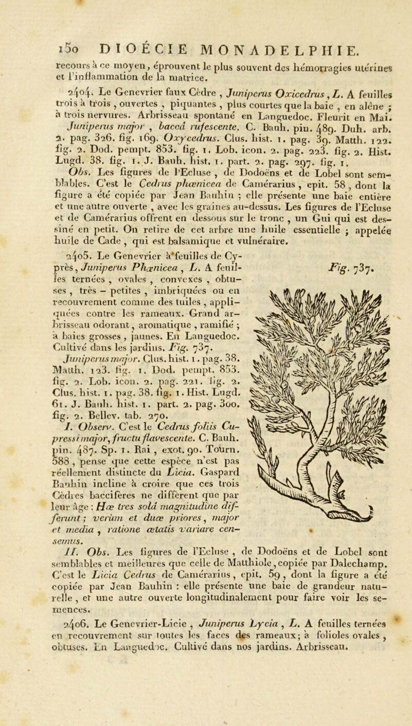 recours a ce moyen, éprouvent le plus souvent des hémorragies utérines et l’inflammation de la matrice. 2404. Le Gencvrier faux Cèdre , Junipems Oxicedrus , L. A feuilles trois k trois , ouvertes , piquantes , plus courtes que la baie , en alêne ; à trois nervures. Arbrisseau spontané en Languedoc. Fleurit en Mai. Junipems major , baccd rufescente. C. Bauh. pin. 489. Duh. arb. 3. pag. 3î6. fig. 169. O xy cedrus. Clus. hist. 1. pag. 39'. Matth. 133. fig. 3. Dod. pempt. 853. fig. 1. Lob. icon. 2. pag. 333. fig. 3. Hist. Lugd. 38. fig. 1. J. Bauh. hist, 1. part. 3. pag. 297. fig. 1. Obs. Les figures de l’Ecluse , de Dodoè'ns et de Lobel sont sem- blables. C’est le Cedrus phcenicea de Carnérarius , epit. 58 , dont la figure a été copiée par Jean Bauhin ; clic présente une baie entière et une autre ouverte , avec les graines au-dessus. Les figures de l’Ecluse et de Carnérarius offrent en dessous sur le tronc , un Gui qui est des- siné en petit. On retire de cet arbre une huile essentielle ; appelée huile de Cade , qui est balsamique et vulnéraire, 2405. Le Genévrier k’feuilles de Cy- les ternées , ovales , convexes , obtu- ses , très - petites , imbriquées ou en recouvrement comme des tuiles , appli- quées contre les rameaux. Grand ar- brisseau odorant, aromatique , ramifié -, à baies grosses, jaunes. En Languedoc. Cultivé dans les jardins. Fig. 707. Juniperus major. Clus. hist. 1. pag. 38. Matth. 123. fig. 1. Dod. pempt. 853. fig. 3. Lob. icon. 2. pag- 221. 1 îg. 2. Clus. hist. 1. pag. 38. fig. 1. Hist. Lugd. 61. J. Bauh. hist. 1. part. 2. pag. 3oo. fig. 2. Bellev. tab. 270. I. Obseru. C’est le Cedrus foliis Cu- pressimajor, fructu flavesccnte. C. Bauh. pin. 4§7- Sp. î. Rai , exot. 90. Toürn. 588 , pense que cette espèce n’est pas réellement distincte du Licia. Gaspard Bauhin incline k croire que ces trois Cèdres baccifères ne diffèrent que par leur âge : Hæ très sola magnitudine dif- ferunt ; verùin et duœ priât es, major et media , ratione cetatis xatiare cen- sernus. II. Obs. Les figures de l’Ecluse , de Dodoè’ns et de Lobel sont semblables et meilleures que celle de Malthiole,copiée par Dalechamp. C’est le Licia Cedrus de Carnérarius, epit. 5q, dont la figure a été copiée par Jean Bauhin : elle présente une baie de grandeur natu- relle , et une autre ouverte longitudinalement pour faire voir les se- mences. 2.406. Le Gencvrier-Licie , Juniperus Lycia , L. A feuilles ternées en recouvrement sur toutes les faces des rameaux; a folioles ovales , obtuses. En Languedoc. Cultivé dans nos jardins. Arbrisseau.