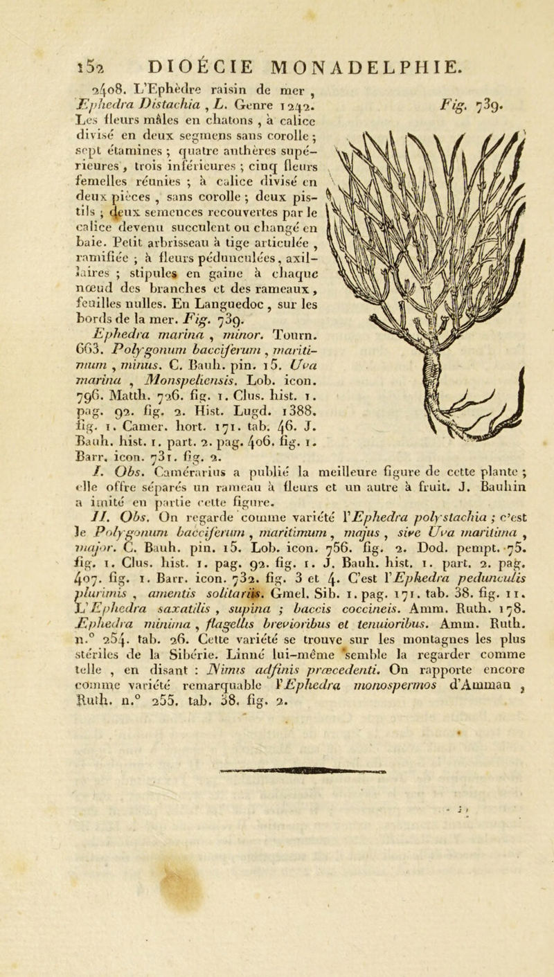 <24°8. L’Ephèdre raisin de mer Les fleurs mâles en chatons , a calice divise en deux segmejns sans corolle ; sept étamines ; quatre anthères supé- femelles réunibs ; à calice divisé en deux pièces , sans corolle ; deux pis- tils ; cfeux semences recouvertes par le calice devenu succulent ou chancre en , , , , O baie. Petit arbrisseau à tige articulée , ramifiée; à fleurs pédunculées, axil- laires ; stipules en gaine à chaque nœud des branches et des rameaux, feuilles nulles. En Languedoc , sur les bords de la mer. Fig. ;3c). Ephedra marina , ininor. Tourn. Gf>3. Polygonum bacciferwn , mariti- mum , minus. C. Bauh. pin. i5. Uva marina , Monspelicnsis. Lob. icon. iig. 1. Camer. liort. 171. tab. 46. J. Bauh. hist. 1. part. 2. pag. 406. fig. 1. Barr. icon. 731. fig. 2. /. Obs. Camérarius a publié la meilleure figure de cette plante ; «lie offre séparés un rameau à fleurs et un autre à fruit. J. Bauhin a imité en partie celte figure. le Polygonum baccijerum , marilimum , rnajus , sire U va maritima , major. C. Bauh. pin. i5. Lob. icon. 756. fig. 2. Dod. pempt. 75. fig. 1. Clus. hist. 1. pag. 92. fig. r. J. Bauh. hist. 1. part. 2. pag. 407. fig. 1. Barr. icon. 782. fig. 3 et C’est Y Ephedra pedunculis plurimis , amentis solitariis. Gmel. Sib. 1. pag. 171. tab. 38. fig. 11. L’Ephedra saxatilis , supina ; baccis coccineis. Amra. Ruth. 178. Ephedra minima , flageilis brevioribus et tenuioribus. Amm. Rnth. 11.0 254. tab. 26. Cette variété se trouve sur les montagnes les plus stériles de la Sibérie. Linné lui-même 'semble la regarder comme telle , en disant : J\imis adjinis prcecedenti. On rapporte encore comme variété remarquable Y Ephedra monospermos d’Amman } ïUuh. n.° 255. tab. 38. fig. 2.