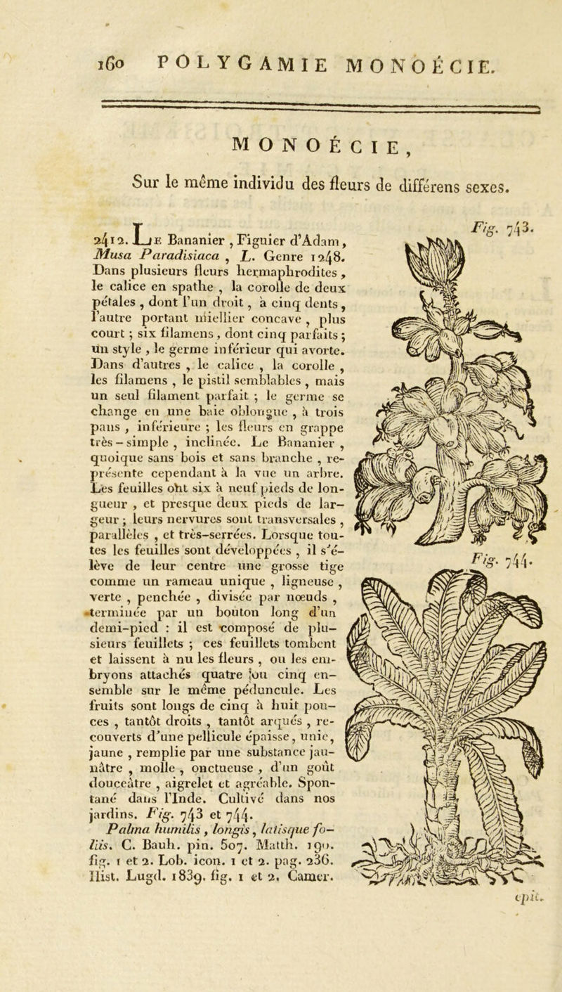 i6o POLYGAMIE M O NO É CIE. M O N O É C I E , Sur le meme individu des fleurs de diffère ns sexes. ^412. Le Bananier , Figuier d’Adam , Musa Paradisiaca , L. Genre 1248. Dans plusieurs fleurs hermaphrodites , le calice en spathe , la corolle de deux pétales , dont i’un droit, a cinq dents , l’autre portant niiellier concave , plus court ; six filamens , dont cinq parfaits ; un style , le germe inférieur qui avorte. Dans d’autres , le calice , la corolle , les filamens , le pistil semblables , mais un seul filament parfait ; le germe se change en une baie oblonguc , à trois pans , inférieure ; les fleurs en grappe très-simple, inclinée. Le Bananier, quoique sans bois et sans branche , re- présente cependant k la vue un arbre. Les feuilles oht six k neuf pieds de lon- gueur , et presque deux pieds de lar- geur ; leurs nervures sont transversales , parallèles , et très-serrées. Lorsque tou- tes les feuilles sont développées , il s'é- lève de leur centre une grosse tige comme un rameau unique , ligneuse , verte , penchée , divisée par noeuds , -terminée par un bouton long d’un demi-pied : il est composé de plu- sieurs feuillets ; ces feuillets tombent et laissent à nu les fleurs , ou les em- bryons attachés quatre Jeu cinq en- semble sur le meme péduncule. Les fruits sont longs de cinq k huit pou- Fig. 743. ces , tantôt droits , tantôt arques , re- couverts d'une pellicule épaisse, unie, jaune , remplie par une substance jau- nâtre , molle , onctueuse , d’un goût douceâtre , aigrelet et agréable. Spon- tané dans l’Inde. Cultivé dans nos jardins. Fig. 743 et 744- Palma humilis , longis, latisque fo- liis. C. Bauh. pin. 507. Matth. 190. fig. r et 2. Lob. icon. 1 et 2. pag. 236. Fig. 744.