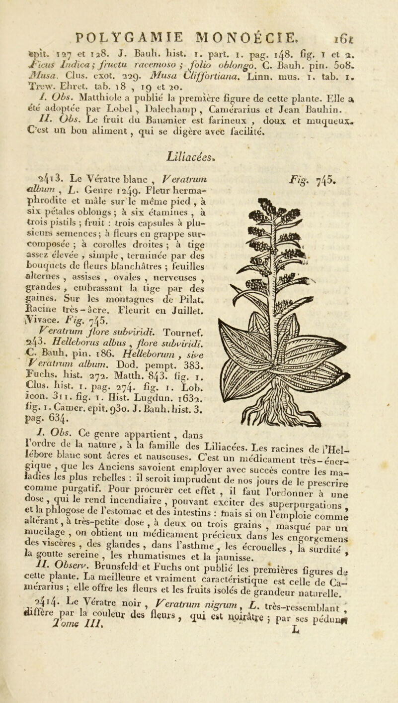 tepit. i *>,7 et 128. J. Bauh. hist, 1. part. ï. pag. 148. fig. I et a. J'iats ludica ; Jructu racemoso ; folio oblongo. C. Bauh. pin. 5o8, Musa. Clus. cxot. -229. Musa Uiffortiana. Linn. mus. ï. tab. 1. Trew. Ehret. tab. 18 , 19 et 20. /. Obs. Matthiole a publié la première figure de cette plante. Elle a été adoptée par Lobel , Dalechamp , Camérarius et Jean Bauhin. II. Obs. Le fruit du Bananier est farineux , doux et muqueux. C’est un bon aliment, qui se digère avec facilité. Liliacées. ^4*3. Le Vératre blanc , Veratrum Fig. 745. album , L- Genre 1249* Fleur herma- j 11 tilt • UU15 LiljJoUit-5 U sieurs semences ; h fleurs en grappe sur- composée ; à corolles droites ; à tige assez élevée , simple , terminée par des bouquets de fleurs blanchâtres ; feuilles alternes , assises , ovales , nerveuses , grandes , embrassant la tige par des gaines. Sur les montagnes de Pilât. Bacine très-acre. Fleurit en Juillet. [Vivace. Fig. 74 5. V~eratrum Jlore subviridi. Tournef. Helleborus albus , flore subuiridi. c. Bauh, pin. 186. Helleborwn , sive '•Veratrum album. Dod. pempt. 383. Fuchs. hist. 272. Matth. 843. fig. 1. Clus. hist. 1. pag. 274. fig. 1. Lob. icon. 3n. fig. 1. Hist. Lugdun. i632. fig. 1. Camer. epit. q3o. J. Bauh. hist. 3. pag. 634. I. Obs. Ce genre appartient , dans îuldieinC la natu![e’ à la famille des Liliacées. Les racines de i’Hcl- lebore blanc sont acres et nauseuses. C’est un médicament très-éner- gique que les Anciens savoient employer avec succès contre les ma- ladies les plus rebelles : il seroit imprudent de nos jours de le prescrire comme purgatif Pour procurèr cet effet , il faut l’ordonner â une close , qui le rend incendiaire . pouvant gâtions , A r. --xvx , xi nui 1 ordonner à dose qui le rend incendiaire pouvant exciter des superpnrgatio et la phlogose de 1 estomac et des intestins : tuais si on l’emploie^ comme altérant, a tres-petite dose , a deux ou trois grains , masqué par un mucilage , on obtient un médicament précieux dans les engor^meus des viscères , des glandes , dans l’asthme , les écrouelles , la surdité la goutte sereine , les rhumatismes et la jaunisse. * II. Obsero Brunsfeld et Fuchs ont publié les premières figures de cette plante. La meilleure et vraiment Caractéristique est celle de Ca- meranus ; elle offre les fleurs et les fruits isolés de grandeur naturelle. 2414. Le Vératre noir , Veratrum nigrum , L. très-ressemblant , differe^ai^la^couleur des fleurs, qui est noirâtre 5 par ses pédui^ L