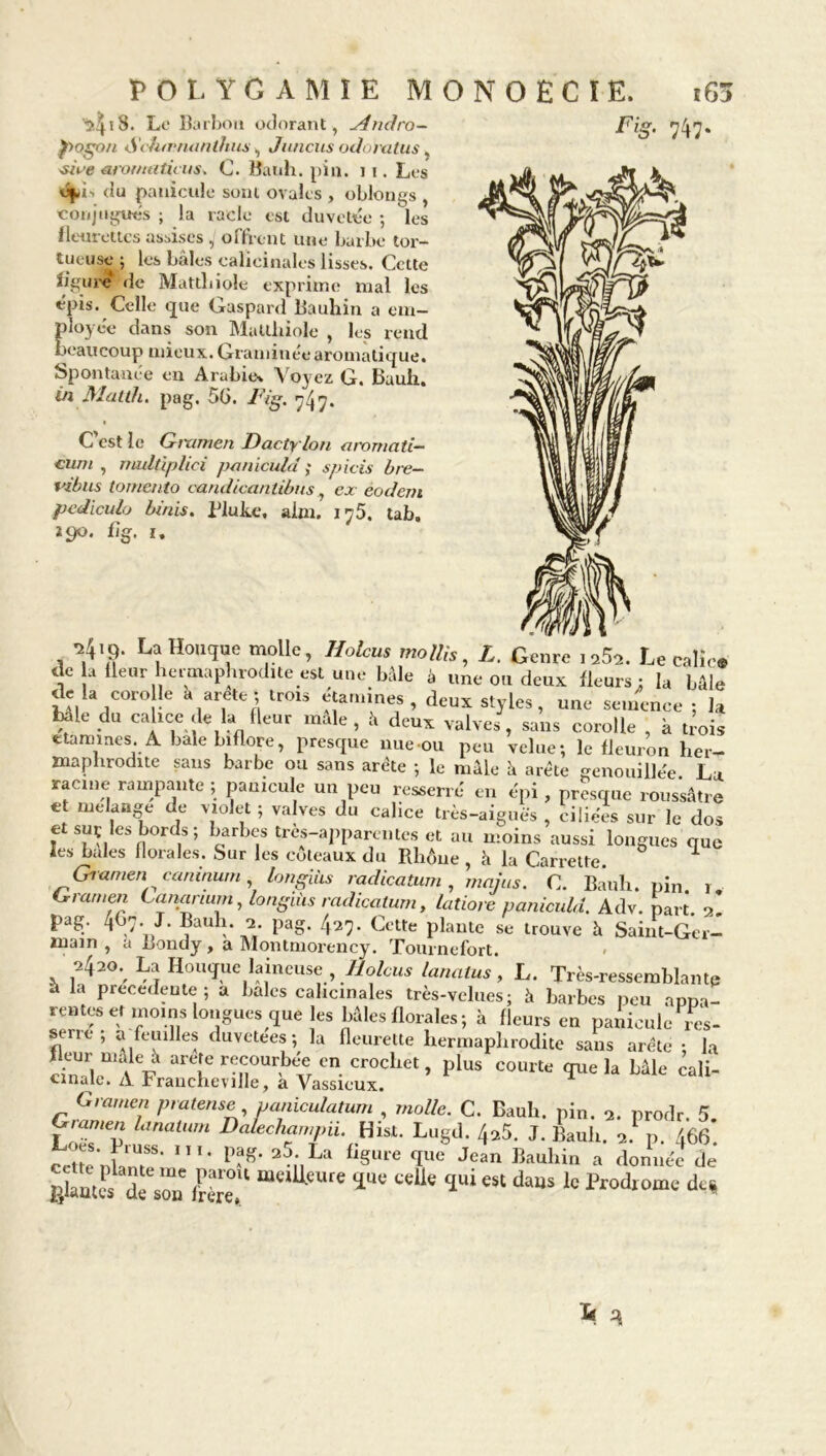 i8. Le Barbon odorant, sîndro- pogon Schirnanthus , Juncus odoratus, swVe aromuiicus. C. Bauh. pin. 11. Les du panicule soin ovales , oblongs , •conjugues ; la racle est duvetée ; les fleurettes assises , offrent une barbe tor- tueuse ; les baies ealicinales lisses. Cette figure de Matthiole exprime mal les épis. Celle que Gaspard Bauhin a em- ployée dans son Matthiole , les rend beaucoup mieux. Graminée aromatique. Spontanée en Arabie» Voyez G. Bauh. in Matth. pag. 56. Fig. r}\r}. C'est le Gtnmen Dacty lon arornati- cum , multiplici paniculd ; spicis bre- vibus tomento candicantibus, ex eodern pediculo binis. Pluke, aim. i^5. tab. ipo. fig. i. Fig. 747» -2419. La Houque molle, Holcus mollis, L. Genre 1 252. Le calîe® de a fleur hermaphrodite est une bâle à une ou deux fleurs: la bâle de la coro le a arete ; trou étamines , deux styles, une semence ; la baie du calice de la fleur mâle, h deux valves, sans corolle , à ti’ois Staminés A baie b, flore, presque nue-ou peu velue; le fleuron her- maphrodite sans barbe ou sans arête ; le mâle à arête genouillée La racine rampante ; panicule un peu resserré en épi , presque rous'sâtre e mélangé de violet ; valves du calice très-aiguës , ciliées sur le dos et suç les bords; barbes tres-apparentes et au moins aussi longues que les baies florales. Sur les coteaux du Rhône , à la Carrette. 1 Gramen eaninum, longiiis radicatum, mains. C. Bauh. pin 1 Gramen Lanarium, langiùs radicatum, latiore paniculd. Adv. part. Z pag. 4C7-J- Pag- 427* Cette plante se trouve h Saint-Ger- main , a Bondy, a Montmorency. Tournefort. 4»-, La Houijue laineuse . Holcus lanalus , L. Très-ressemblante à la precedente; a baies ealicinales très-velues; à barbes peu appa- rentes et moins longues que les bâles florales ; à fleurs en panicule 1 es- série; a feuilles duvetees ; la fleurette liermaplirodite sans arête ; la plus courte 111,611 Lâle cali- Gmmen pmtense jjaniculatum , molle. C. Bauh. pi„. u. prodr. 5.  L,nat‘ Dalechampii. Hist. Lugd. 4 a 5, J. Jiauh. -a. p. 466. «tm'nhT5' fisure îue J?an Bauhin » donnée de filautts dV'son *“c(U'CUIe celle ÎU1 est daus lo Prodrome de*