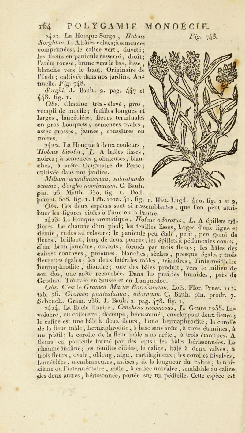 •4ai. La Houque-Sorgo , Holcus Fig. 748. Sorghum,L. A baies velues; a semence s comprimées ; le calice vert , duveté ; les fleurs en panicüle resserré , droit; Barète rousse ,brune vers le bas, lisse , blanche vers le haut. Originaire de l’Inde; cultivée dans nos jardins. An- nuelle. Fig. 748. Sorghi. J. Bauh. 2. pag. 447 e* 448. fig. ï. Obs. Chaume très - élevé , gros , rempli de moelle; feuilles longues et larges , lancéolées; fleurs terminales en gros bouquets ; semences ovales , assez grosses , jaunes , roussâtres ou noires, 2422. La Houque à deux couleurs , Holcus bicolor, L. A balles lisses , noires ; h semences globuleuses , blan- ches, a arête. Originaire de Perse ; cultivée dans nos jardins. Milium amndinaceum, subrotwido ■semine, Sorgho nomination. C. Bauh. * pin. 26. Mattlr. 33o. fig. 1. Dod. pempt. 5o8. fig. 1. Ldb. icon. 4i. fig. T. Hist. Lugd. 410. fig. 1 et 2. Obs. Ces deux especes sont si ressemblantes , que l’on peut attri- buer les figures citées 'a l'une ou a l’autre. 2.4a3. La Ilouque aromatique , Holcus odoratus , L. A épillets tri * flores. Le chaume d’un pied; les feuilles lisses, larges d’une ligne et demie, rudes au rebours; le panicüle peu étalé, petit , peu garni de fleurs , brillant, long de deux pouces ; les épillets à pédunculcs courts d’un brun-jaunâtre, ouverts, formés par trois fleurs ; les baies des calices concaves, pointues, blanches, sèches, presque égales; trois fleurettes égales ; les deux latérales mâles , triandres ; l’intermédiaire hermaphrodite , diandre ; une des baies produit, vers le milieu de son dos, une arête recourbée. Dans les prairies humides , près de Grodno. Trouvée en Suisse et en Languedoc. Obs. C’est le G-ramen Mance Bormssomm. Loès. Flor. Pruss. iir. tab. 26. G rumen paniculatum , odoratum. C. Bauh. pin. prodr. 7. JScheuch. Gram. 23G. J. Bauh. 2. pag. 478. fig. 1. 2424. La Racle linaire , Cenchrus racemosus, F- Genre 1255. In- volucre , ou collerette , découpé , hérissonné , enveloppant deux fleurs ; Je calice est une bàle â deux fleurs , l’une hermaphrodite ; la corolle de la fleur mâle , hermaphrodite, à base sans arête , â trois étamines, à un p’stil ; la corolle de la fleur mâle sans arête , à trois étamines. A fleurs en panicüle formé par des épis ; les baies hérissonnées. Le chaume incliné; les feuilles ciliées; le calice, bàle à deux valves, à trois fleurs , ovale , oblong , aigu , cartilagineux ; les corolles bivalves, lancéolées , membraneuses , assises , de la longueur du calice ; la troi- sième ou l’intermédiaire , mâle , à calice univalve, semblable au calice «des deux autres , hérissonnée, portée sur un pédicile. Cette espèce est