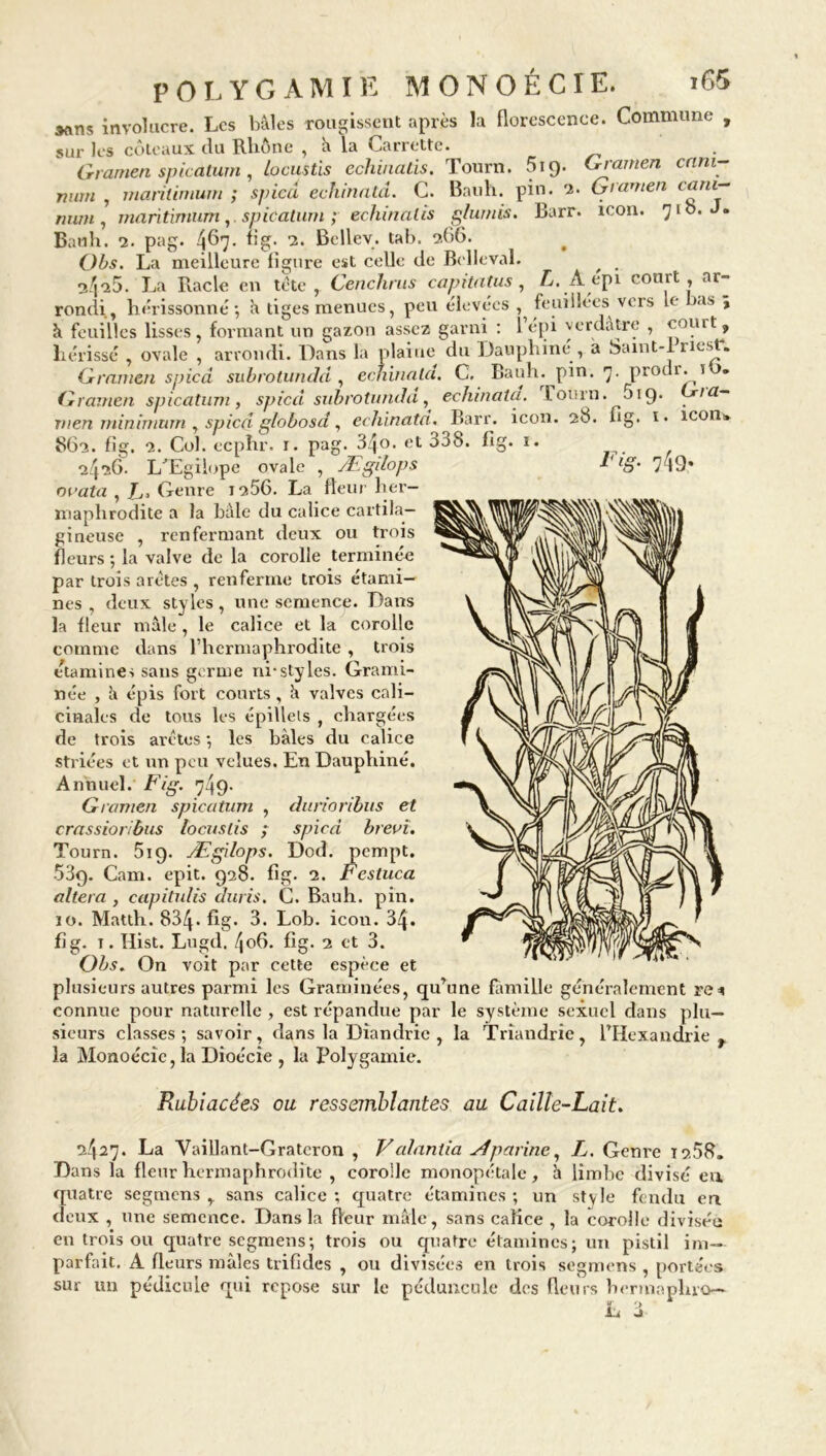 sans involucre. Les baies rougissent après la florescenee. Commune , sur les coteaux du Rhône , h la Carrette. Gramen spicatum, locustïs echinalis. Tourn. 519. Gramen cnni- hum , manUmum num, maritimum 'lit' ^ ipS/VWVMfiU v w ' t/ • ; spied echinala. C. Bauh. pin. 2. Gramen <ani— ,. spicatum ; echinalis glumis, Barr. icon. 71 b. J. Bauh. 2. pag. 467. fig. 2. Bellev. tab. 266. Obs. La meilleure ligure est celle de Belleval. risse , ovale , arrornu. uans îa piame uu ~ 7 r Gramen spicâ subrotundd , echinala. C, Bauh. pin. 7. prodr. T » Gramen spicatum , spied subrotunda, echinala. Fourn. 019* ,a~ tu en minimum , spied globosd, echinata. Barr. icon. 28. fig. 1. icon* 862. fig. 2. Col. eephr. 1. pag. 34«. et 338. fig. 1. 2426. L'Egilope ovale , Ægdops * *§• 7l9* ouata , L» Genre 1256. La fleur her- maphrodite a la baie du calice cartila- gineuse , renfermant deux ou trois fleurs ; la valve de la corolle terminée par trois arêtes , renferme trois étami- nes , deux styles, une semence. Dans la fleur mâle , le calice et la corolle comme dans Fhcrmaphrodite , trois etamines sans germe ni-slyles. Grami- née , â épis fort courts, â valves cali- cinales de tous les épillets , chargées de trois arêtes •, les baies du calice striées et un peu velues. En Dauphiné. Annuel. Fig. 74 9- Gramen spicatum , durioribus et crassioribus locuslis ; spied brevï. Tourn. 519. /Egilops. Dod. pempt. 539. Cam. epit. 928. fig. 2. Festuca altéra , capitulis durîs. C. Bauh. pin. fig. t. Hist. Lugd. 4o6. fig. 2 et 3. Obs. On voit par cette espèce et plusieurs autres parmi les Graminées, qu’une famille généralement re* connue pour naturelle , est répandue par le système sexuel dans plu- sieurs classes; savoir, dans la Diandrie , la Triandrie, l’Hexandrie r la Monoécîc, la Dioécie , la Polygamie. Rubiacées ou ressemblantes au Caille-Lait. 2427. La Vaillant-Gratcron , Valantia slparine, L. Genre T2.58. Dans la fleur hermaphrodite , corolle monopétale, à limbe divisé en quatre segmens y sans calice; quatre étamines; un stvle fendu en deux , une semence. Dans la fleur mâle, sans calice , la corolle divisée en trois ou quatre segmens; trois ou quatre étamines; un pistil im- parfait. A fleurs mâles trifides , ou divisées en trois segmens , portées sur un pédicule qui repose sur le péduncule des fleurs bermaphro— L 3 v»