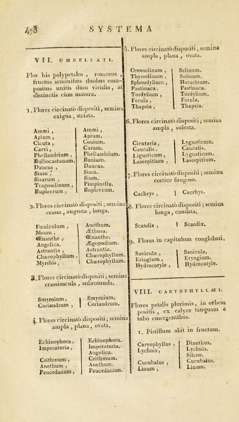 SYS T F. M A 4? VII. UMBEI. LATI. plos bis polypetalos , rosaceus , lïuctus scminibus cluobus com- positus unitis dùin viridia, at dislinctis cùui malara. ï . Flores circinato dispositi} semina exigua , striata. |5. Flores circinato dispositi, seiiuria airipla , plana , ovata. Ammi , Apium, Cicuta , Carvi, Phellandrium , Bulbocastauum, Daucus , Sium * Sisarum , Tragoselinum , Buplevrum , Ammi , Apium. Coiiium. Carum. Phellandrium. Bunium. Daucus. Sium. Sium. Pimpinella. Buplovruin. Oreoselinum , Thysselinum , Sphondylium , Pastinaca, Tordylium } Ferula , Thapsia, Selinum. Selinum. Heracleum. Pastinaca. Tordylium. Ferula. Thapsia. 6.Flores circinato dispositi; semiua ampla , sulcata. Cicutaria} Caucalis, Ligusticum> Laserpitium , Lygusticum. Caucalis. Lygusticum. Laserpitium. 7. Flores circinato dispositi ; semina cortice fungoso. Cachrys, 1 Cacrhys. 3. Flores circinato dispositi ; semina ^ Flores circinato dispositi ; semina crassa , angusta , longa Focniculum , Meuin , CEuanthe Angelica. Astrantia > Chærophyllum Myrrhis, Anethum. Æthusa. (Enanthe. Ægopodium. Astrantia. Chærophyllum. Chærophyllum. longa, caudata. Scandix , 1 Scandix. g Flores in capitulum conglobati. 3. Flores circinato dispositi ; semin: crassiuscula , subrotunda. Smyrnium, t Smyrnium. Coriandrum 5 | Coriandrum. 4. Flores circinato dispositi ; semina j ampla , plana , ovata. Sanicula , Eringium , Hydrocotyle , Sanicula. Ervngium. Hydrocotyle. VIII. CARY OPHYLLAEI. Flores petalis plurimis, in otbera posids , ex calyce tanquam e tubo emergentibus. 1. Pistillum abit in fructum. Echinophora, Imperatoria, Crithmum , Anethum , Peucedanum j Echinophora. Imperatoria. Angelica. Crithmum. Anethum. Peucedanum. Caryopliyllus , Lychnis, Cucubalus , Linum 3 Diantlrus. Lychnis. Silene. Cucubalus, Linum,