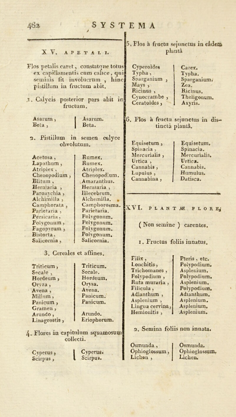 XV. A P E T A L X. Vlos petalïs caret, constatnue totus ex ca pi! la menti s cum calice, qui setninis fît involucrnm , liinc pistillum in fructum abit. ,3. Calycis posterior pars abit in fructum. 5,Flos à fructu sejnnctus in eâdeiô planta Asarum, Beta , Asarum. Beta. o. Pistiilum in semen cnlyce obvolutum. Acetosa, Lapathum , Atriplex , Chenopodium , Blitum , Herniaria , Paronychia , Alchimilla , Camphorata , Parietaria , Pérsicaria, Folvgouum, Fagopvrum ? Bistorta, Saiicornia > Kumex. Rumex, Atriplex. Chenopodium. Amaranthus. Hennaria , Illecebrum. Alchemilla. » Camphorosma. Parietaria. Polvgoruim. Polvgonum. Polvgonum. Polvgonum. Salicornia. 3. Céréales et affines. Triticum , Triticum. Secale , Secale. Hordeum , Hordeum. Oryza , Orysa. Avena , Avena. Milium, Panicum. Panicum , Panicum. Gramen , Arundo , Arundo. Linagrostis , Eriophorum. 4. Flores in capitnlum squamosuxn collecti. Cyperus, Scirpus , I Cyperus. Scirpus. Cyperoïdes Typha , Sparganium } Mays , Ricinus , Cyuocrambe } Ceratoïdes, 1 Carex. Typha. Sparganium. Zea. Ricinus. Theligonum. Axyris. 6. FIos à fructu sejunetus in dis- tinctà plantâ. Equisetum , Spinacia , Mercurialis , Urtica , Cannabis , Lupulus , Canna bina , Equisetum. Spinacia. Mercurialis. Urtica. Cannabis. Humulus. Datisca. XVI. PLANTAE F L O R Ej ( Non semine ) carentes, 1. Fructus foliis innatus. Filix , Lonchitis, Trichomanes , Polypodium , Ruta muraria , Filicula, Adianthum , Asplénium , Lingua cervina, Hemionitis , Pteris , etc. Polypodium. Asplénium. Polypodium. Asplénium. Polypodium, Adianthum. Asplénium. Asplénium. Asplénium. 2. Semina foliis non innata. Osmunda , Ophioglossum, Lichan , Osmunda. Ophioglossum. Lichen.