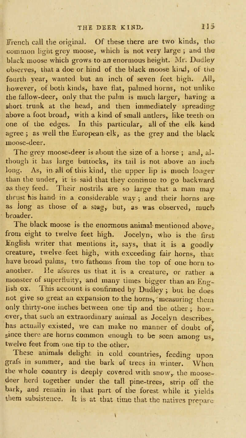 French call the original. Of these there are two kinds, the common light grey moose, which is not very large ; and the black moose which grows to an enormous height. Mr. Dudley observes, that a doe or hind of the black moose kind, of the fourth year, wanted but an inch of seven feet high. All, however, of both kinds, have flat, palmed horns, not unlike the fallow-deer, only that the palm is much larger, having a short trunk at the head, and then immediately spreading' above a foot broad, with a kind of small antlers, like teeth on one of the edges. In this particular, all of the elk kind agree ; as well the European elk, as the grey and the black moose-deer. \ The grey moose-deer is about the size of a horse ; and, al- though it has large buttocks, it3 tail is not above an inch long. As, in all of this kind, the upper lip is much longer than the under, it is said that they continue to go backward as they feed. Their nostrils are so large that a man may th rust his hand in a considerable wav ; and their horns are- as long as those of a stag, but, as was observed, much broader. The black moose is the enormous animal mentioned above, from eight to twelve feet high. Jocelyn, who is the first English writer that mentions it, says, that it is a goodiv creature, twelve feet high, with exceeding fair horns, that have broad palms, two fathoms from the top of one horn to another. lie alsures us that it is a creature, or rather a monster of superfluity, and many times bigger than an Eng- lish ox. This account is confirmed by Dudley ; but he does not give so great an expansion to the horns* measuring them only thirty-one inches between one tip and the other ; how- ever, that such an extraordinary animal as Jocelyn describes has actually existed, we can make no manner of doubt of, since there are horns common enough to be seen among us, twelve feet from one tip to the other. T'hcse animals delight in cold countries, feeding upon grafs in summer, and the bark of trees in winter. When the whole country is deeply covered with snow,, the moose- deer herd together under the tall pine-trees, strip off the bark, and remain in that part of the forest while it yields them subsistence. It is at that time that the natives prepare \ t