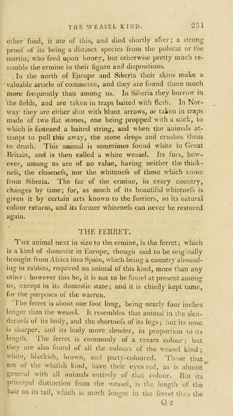 oilier food, it ate of this, and died shortly after; a strong proof of its being a distinct species from the polecat or the martin, who feed upon honey, but otherwise pretty much re- semble the ermine in their figure and dispositions. .In the north of Europe and Siberia their sly ns make a valuable article of commerce, and they are found there much more frequently than among us. In Siberia they burrow in the fields, and are taken in traps baited with flesh. In Nor- way they are either shot with blunt arrows, or taken in traps made of two flat stones, one being propped with a stick, to which is fastened a baited string, and when the animals at- tempt to pull this away, the stone drops and crushes them to death. This animal is sometimes found white in Great Britain, and is then called a white weasel. Its furs, how- ever, among us are of no value, having neither the thick- nefs, the closenefs, nor the whitenefs of those which come from Siberia. The fur of the ermine, in every country, changes by time; for, as much of its beautiful whitenefs is given it by certain arts known to the furriers, so its natural colour returns, and its former whitenefs can never be restored again. THE FERRET. The animal next in size to the ermine, is the ferret; which is a kind of domestic in Europe, though said to be originally brought from Africa into Spain, which being a country abound- ing in rabbits, required an animal of this kind, more than any other : however this be, it is not to be found at present among us, except in its domestic state; and it is chiefly kept tame, for the purposes of the warren. T he ferret is about one foot long, being nearly four inches longer than the weasel. It resembles that animal in the slen- dernefs of its body, and the shortnefs of its legs ; but its nose is sharper, and its body more slender, in proportion to its length. The ferret is commonly of a cream colour; but ' they are also found of all the colours of the weasel kind ; white, blackish, brown, and party-coloured. Those that are of the whitish kind, have their eyes red, as is almost general with all animals entirely of that colour. But its principal distinction from the weasel, is the length of the hair on its tail, which is much longer in the ferret than the Q. 2