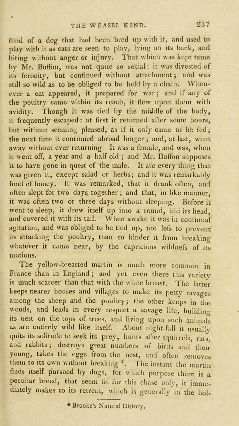 fond of a dog that had been bred up with it, and used to play with it as cats are seen to play, lying on its back, and biting without anger or injury. That which was kept tame by Mr. Buffon, was not quite so social: it was divested of its ferocity, but continued without attachment; and was still so wild as to be obliged to be held by a chain. When- ever a cat appeared, it prepared for war ; and if any of the poultry came within its reach, it flew upon them with avidity. Though it was tied by the middle of the body, it frequently escaped: at first it returned after some hours, but without seeming pleased, as if it only came to be fed; the next time it continued abroad longer ; and, at last, went away without ever returning It was a female, and was, when it went off, a year and a half old ; and Mr. Buft’on supposes it to have gone in quest of the male. It ate every thing that vas given it, except salad or herbs; and it was remarkably fond of honey. It was remarked, that it drank often, and often slept for two clays, together; and that, in like manner, it was often two or three days without sleeping. Before it went to sleep, it drew itself up into a round, hid its head, and covered it with its tail. When awake it was in continual agitation, and was obliged to be tied up, not lefs to prevent its attacking the poultry, than to hinder it from breaking whatever it came near, by the capricious wildnefs of its motions. The yellow-breasted martin is much more common in France than in England ; and yet even there this variety is much scarcer than that with the white breast. The latter keeps nearer houses and villages to make its petty ravages among the sheep and the poultry; the other keeps in the woods, and leads in every respect a savage life, buildino its nest on the tops of trees, and living upon such animals as are entirely wild like itself. About night-fall it usually quits its solitude to seek its prey, hunts after squirrels, rats and rabbits; destroys great numbers of birds and their young, takes the eggs from the nest, and often removes them to its own without breaking *. The instant the martin finds itself pursued by dogs, for which purpose there is a peculiar breed, that seem fit for this chase only, it imme- diately makes to its retreat, which is generally in the hoi- * Brooke’s Natural History. *