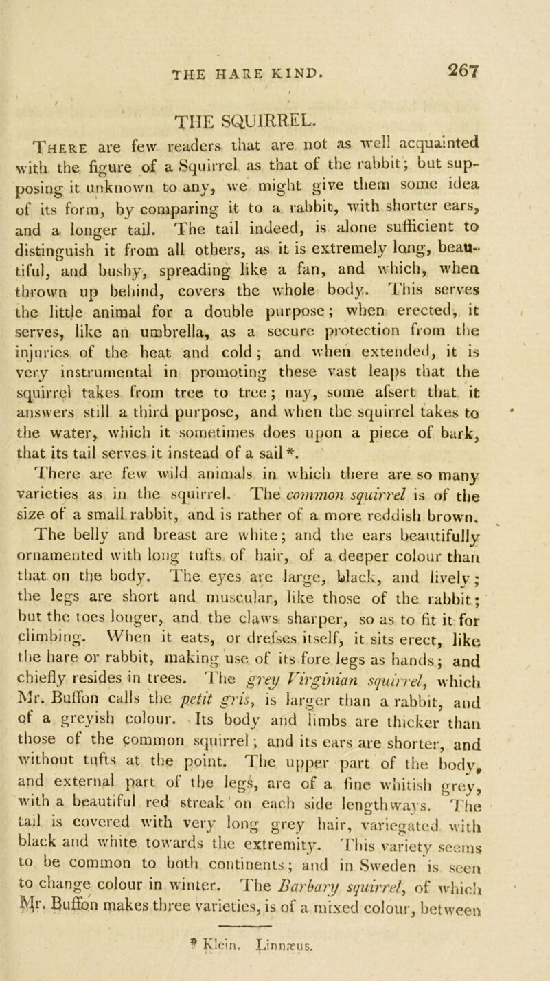 THE SQUIRREL. There are few readers that are not as well acquainted with the figure of a Squirrel as that of the rabbit; but sup- posing it unknown to any, we might give them some idea of its form, by comparing it to a rabbit, with shorter ears, and a longer tail. The tail indeed, is alone sufficient to distinguish it from all others, as it is extremely long, beau- tiful, and bushy, spreading like a fan, and which, when thrown up behind, covers the whole bod)7. This serves the little animal for a double purpose; when erected, it serves, like an umbrella, as a secure protection from the injuries of the heat and cold; and when extended, it is very instrumental in promoting these vast leaps that the squirrel takes from tree to tree; nay, some afsert that it answers still a third purpose, and when the squirrel takes to the water, which it sometimes does upon a piece of bark, that its tail serves it instead of a sail*. There are few wild animals in which there are so many varieties as in the squirrel. The common squirrel is of the size of a small rabbit, and is rather of a more reddish brown. The belly and breast are white; and the ears beautifully ornamented with long tufts of hair, of a deeper colour than that on the body. The eyes are large, black, and lively; the legs are short and muscular, like those of the rabbit; but the toes longer, and the claws sharper, so as to fit it for climbing. When it eats, or drefses itself, it sits erect, like the hare or rabbit, making use of its fore legs as hands; and chiefly resides in trees. The grey Virginian squirrel, which Mr. Buffon calls the petit grisy is larger than a rabbit, and of a greyish colour. Its body and limbs are thicker than those of the common squirrel; and its ears are shorter, and without tqfts at the point. The upper part of the body, and external part of the legs, are of a fine whitish grey, with a beautiful red streak on each side lengthways. The tail is covered with very long grey hair, variegated with black and white towards the extremity. This variety seems to be common to both continents; and in Sweden is seen to change colour in winter. The Barbary squirrel, of which Buffon makes three varieties, is of a mixed colour, between * Klein. Linnaeus.