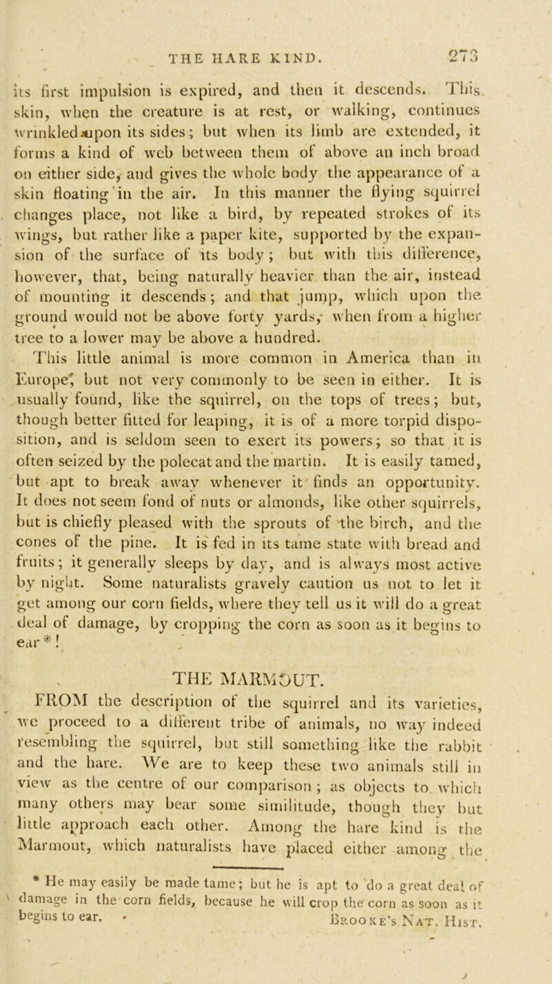 its first impulsion is expired, and then it descends. This skin, wh$n the creature is at rest, or walking, continues wrinkledaupon its sides; but when its limb are extended, it forms a kind of web between them of above an inch broad on either side, and gives the whole body the appearance of a skin floating in the air. In this manner the flying squirrel changes place, not like a bird, by repeated strokes of its wings, but rather like a paper kite, supported by the expan- sion of the surface of Us body ; but with this difference, however, that, being naturally heavier than the air, instead of mounting it descends; and that jump, which upon the ground would not be above forty yards,- when from a higher tree to a lower may be above a hundred. This little animal is more common in America than in Europe', but not very commonly to be seen in either. It is usually found, like the squirrel, on the tops of trees; but, though better fitted for leaping, it is of a more torpid dispo- sition, and is seldom seen to exert its powers; so that it is often seized by the polecat and the martin. It is easily tamed, but apt to break away whenever it finds an opportunity. It does not seem fond of nuts or almonds, like other squirrels, but is chiefly pleased with the sprouts of the birch, and the cones of the pine. It is fed in its tame state with bread and fruits; it generally sleeps by day, and is always most active by night. Some naturalists gravely caution us not to let it get among our corn fields, where they tell us it will do a great deal of damage, by cropping the corn as soon as it begins to ear *! THE MARMOUT. FROM the description ot the squirrel and its varieties, we proceed to a different tribe of animals, no way indeed resembling the squirrel, but still something like the rabbit and the hare. We are to keep these two animals still in view as the centre of our comparison ; as objects to which many others may bear some similitude, though they hut little approach each other. Among the hare kind is the Marmout, which naturalists have placed either among the * He may easily be made tame ; but he is apt to do a great deal of damage in the corn fields, because he will crop the'corn as soon as it begins to ear. * Brooke’s Nat. Hist. J