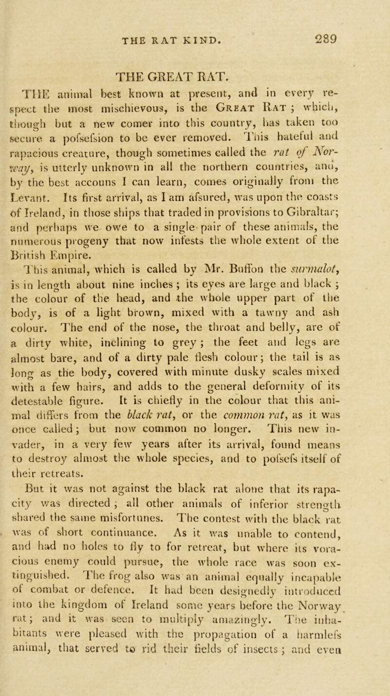 THE GREAT RAT. THE animal best known at present, and in every re- spect the most mischievous, is the Great Rat ; which, though but a new comer into this country, has taken too secure, a pofsefsion to be ever removed. This hateful and rapacious creature, though sometimes called the rat of Nor- way, is utterly unknown in all the northern countries, and, by the best accouns 1 can learn, comes originally from the Levant. Its first arrival, as I am afsured, was upon the coasts of Ireland, in those ships that traded in provisions to Gibraltar; and perhaps we owe to a single pair of these animals, the numerous progeny that now infests the whole extent of the British Empire. This animal, which is called by Mr. Buffon the surmalot, is in length about nine inches ; its eyes are large and black ; the colour of the head, and the whole upper part of the bodv, is of a light brown, mixed with a tawny and ash colour. The end of the nose, the throat and belly, are of a dirty white, inclining to grey ; the feet and legs are almost bare, and of a dirty pale llesh colour; the tail is as long as the body, covered with minute dusky scales mixed with a few hairs, and adds to the general deformity of its detestable figure. It is chiefly in the colour that this ani- mal differs from the black rat, or the common rat, as it was once called; but now common no longer. This new in- vader, in a very few years after its arrival, found means to destroy almost the whole species, and to pofsefs itself of their retreats. But it was not against the black rat alone that its rapa- city was directed ; all other animals of inferior strength, shared the same misfortunes. The contest with the black rat was of short continuance. As it was unable to contend, and had no holes to fly to for retreat, but where its vora- cious enemy could pursue, the whole race was soon ex- tinguished. I he frog also was an animal erjnally incapable of combat or defence. It had been designedly introduced into the kingdom of Ireland some years before the Norway rat; and it was seen to multiply amazingly. Tiie inha- bitants were pleased with the propagation of a iiarmlefs animal, that served to rid their fields of insects; and even