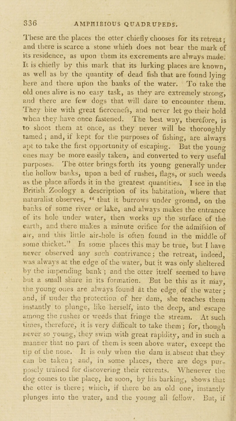 These are the places the otter chiefly chooses for its retreat; and there is scarce a stone which does not bear the mark of its residence, as upon them its excrements are always made. It is chiefly by this mark that its lurking places are known, as well as by the quantity of dead fish that are found lying here and there upon the banks of the water. To take the old ones alive is no easy task, as they arc extremely strong, and there are few dogs that will dare to encounter them. They bite with great fiercenefs, and never let go their hold when they have once fastened. The best way, therefore, is to shoot them at once, as they never will be thoroughly tamed ; and, if kept for the purposes of fishing, are always apt to take the first opportunity of escaping. But the young ones may be more easity taken, and converted to very useful purposes. The otter brings forth its young generally under the hollow banks, upon a bed of rushes, flags, or such weeds as the place affords it in the greatest quantities. I see in the British Zoology a description of its habitation, where that naturalist observes, “ that it burrows under ground, on the banks of some river or lake, and always makes the entrance of its hole under water, then works up the surface of the earth, and there makes a minute orifice for the admifsion of an*, aud this little air-hole is often found in the middle of some thicket.5’ In some places this may be true, but I have never observed any such contrivance; the retreat, indeed, was always at the edge of the water, but it was only sheltered by the impending bank ; and the otter itself seemed to have but a small share in its formation. But be this as it may, the young ones are always found the edge of the water; and, if under the protection of her dam, she teaches them instantly to plunge, like herself, into the deep, and escape among the rushes or weeds that fringe the stream. At such times, therefore, it is very difficult to take them; for, though never so young, they swim with great rapidity, and in such a manner that no part of them is seen above water, except the tip of the nose. It is only when the dam is., absent that they can be taken; and, in some places, there are dogs pur- posely trained for discovering their retreats. Whenever the dog comes to the place, he soon, by his barking, shows that the otter is there; which, if there be an old one, instantly plunges into the water, and the young all fellow. But, if