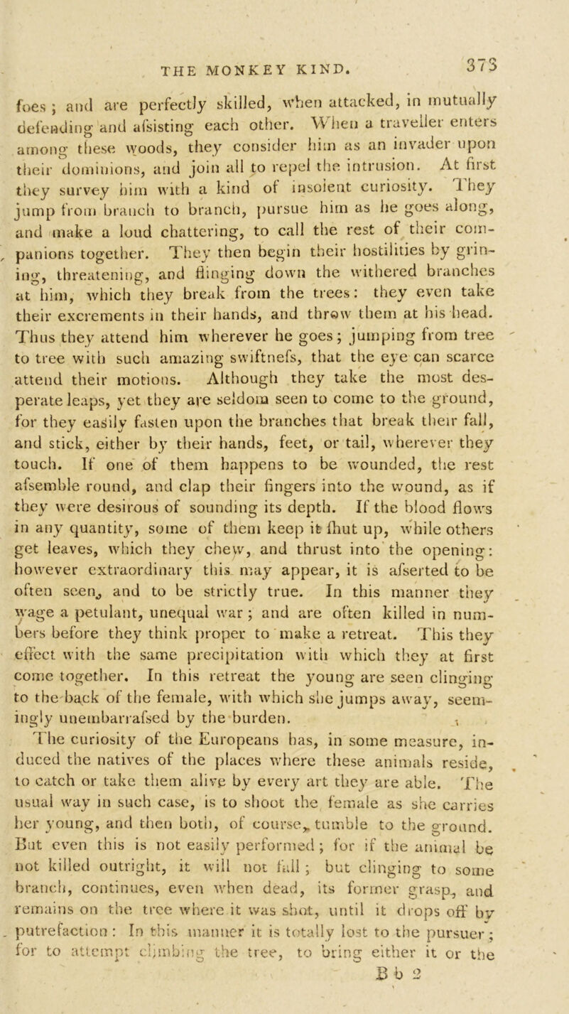 foes ; and are perfectly skilled, when attacked, in mutually defending and afsisting each other. When a traveilei enters among these woods, they consider him as an invader upon their dominions, and join all to repel the intrusion. At first they survey him with a kind of insolent curiosity. i hey jump from branch to branch, pursue him as he goes along, and make a loud chattering, to call the rest of their com- , panions together. They then begin their hostilities by grim- ing, threatening, and dinging down the withered branches at him, which they break from the trees: they even take their excrements in their hands, and throw them at his head. Thus they attend him wherever he goes; jumping from tree to tree with such amazing swiftnefs, that the eye can scarce attend their motions. Although they take the most des- perate leaps, yet they are seldom seen to come to the ground, for they easily fasten upon the branches that break their fall, and stick, either by their hands, feet, or tail, wherever they touch. If one of them happens to be wounded, the rest afsemble round, and clap their fingers into the wound, as if they were desirous of sounding its depth. If the blood flows in any quantity, some of them keep it fhut up, while others get leaves, which they chew, and thrust into the opening: however extraordinary this may appear, it is afserted to be often seen., and to be strictly true. In this manner they wage a petulant, unequal war ; and are often killed in num- bers before they think proper to make a retreat. This they effect with the same precipitation with which they at first come together. In this retreat the young are seen clinging to the back of the female, with which she jumps away, seem- ingly unembarrafsed by the burden. The curiosity of the Europeans has, in some measure, in- duced the natives of the places where these animals reside, to catch or take them alive by every art they are able. The usual way in such case, is to shoot the female as she carries her young, and then both, of course,, tumble to the ground. But even this is not easily performed ; for if the animal be not killed outright, it will not fall ; but clinging to some branch, continues, even when dead, its former grasp, and remains on the tree where it was shat, until it drops off' by „ putrefaction : In this manner it is totally lost to the pursuer; for to attempt climbing the tree, to bring either it or the V Bb2