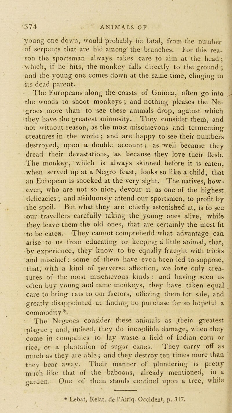 young one down, would probably be fatal, from the number of serpents that are hid among' the branches. For tins rea- son the sportsman always takes care to aim at the head; which, if he hits, the monkey falis directly to the ground ; and the young one comes down at the same time, clinging to its dead parent. The Europeans along the coasts of Guinea, often go into the woods to shoot monkeys ; and nothing pleases the Ne- groes more than to see these animals drop, against which they have the greatest animosity. They consider them, and not without reason, as the most mischievous and tormenting- creatures in the world ; and are happy to see their numbers destroyed, upon a double account; as well because they dread their devastations, as because they love their flesh. The monkey, which is always skinned before it is eaten, when served up at a Negro feast, looks so like a child, that an European is shocked at the very sight. The natives, how- ever, who are not so nice, devour it as one of the highest delicacies ; and alsiduously attend our sportsmen, to profit by the spoil. But what they are chiefly astonished at, is to see our travellers carefully taking the young ones alive, while they leave them the old ones, that are certainly the most fit to be eaten. They cannot comprehend what advantage can arise to us from educating or keeping a little animal, that, bv experience, they know to be equally fraught with tricks and mischief: some of them have even been led to suppose, that, with a kind of perverse affection, we love only crea- tures of the most mischievous kinds: and having seen us often buy young and tame monkeys, they have taken equal care to bring rats to our factors, offer in p* them for sale, and greatly disappointed at finding no purchase for so hopeful a commodity *. The Negroes consider these animals as .their? greatest plague ; and, indeed, they do incredible damage, when they come in companies to lay waste a field of Indian corn or rice, or a plantation of sugar canes. They carry off as much as they are able; and they destroy ten times more than they bear away. Their manner of plundering is pretty much like that of the baboons, already mentioned, in a garden. One of them stands centinel upon a tree, while