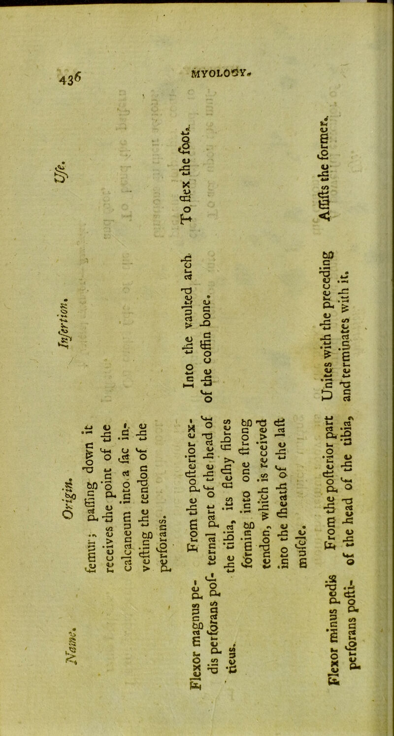 436 MYOLQSY- §« y •5 x y. cc o H K •g i_ d 'Tj « 3 rt > <U .sG (U G o x> a *- o y 2 <L> 5 -s «j i. y 1 x V4-I o C/> QJ • ^ c -a <4-4 G • »■* u -G *-> v— <u 1-4 o 13 rt <u 1— JQ <43 £ o O tS O » ^4 -C sS • *-4 u rt 6 4_J G T3 a <U o CL <U 4-1 3 QJ bjO * —S is. O c G rt O. CU <U .43 u cO G • |N e y u y JG 4-1 • cn y -c 4—J E o 4-J 1-4 rt CU C/5 • H * •»> > bfl f— rt IS 5 g • H <u u cl U r « L-i • r«< es v2 to G Vh QJ *Z3 QJ <2 qj u y > He rG 4-* s bfl T3 C «> O > U* • ■“* « 8 tu & o .52 Q -C § C £ *G O 6 T3 G ei rj y -G *-> Vm 4-* rS 4—, £ 9 cl, « “2 3 s c g bO o m Ci E £ . t- o- 3 2 3 -c S mufcle. Flexor minus pedis From the pofterior part Unites with the preceding Affifts the former, perforans pofti- of the head of the tibia, and terminates with it.