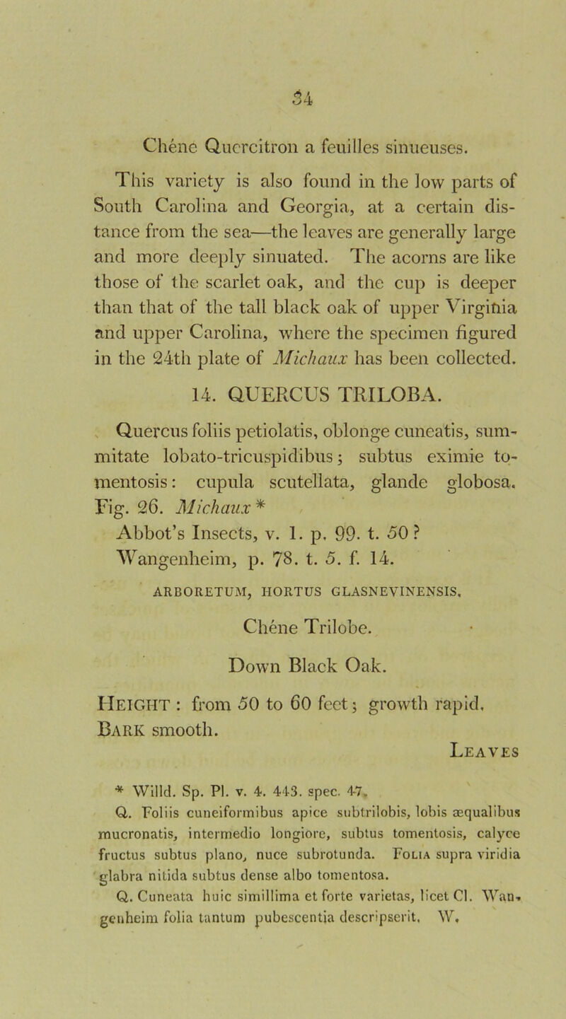 Chene Quercitron a feuilles sinueuses. This variety is also found in the low parts of South Carolina and Georgia, at a certain dis- tance from the sea—the leaves are generally large and more deei)ly sinuated. The acorns are like those of the scarlet oak, and the cup is deeper than that of the tall black oak of upper Virginia and upper Carolina, where the specimen figured in the 24th plate of Michaux has been collected. 14. QUERCUS TRILOBA. , Querens folds petiolatis, oblonge cuneatis, sum- mitate lobato-tricuspidibus; subtus eximie to- mentosis: cupula scutellata, glande globosa. Fig. 26. Michaux* Abbot’s Insects, v. 1. p. 99. t. 50 ? Wangenheim, p. 78. t. 5. f. 14. ARBORETUM, HORTUS GLASNEVINENSIS. Chene Trilobe. Down Black Oak. Height : from 50 to 60 feet; growth rapid. Bark smooth. Leaves * Wind. Sp. PI. V. 4. 443. spec. 47. Q,. Foliis cuneiformibus apice subtrilobis, lobis aequalibus inucronatis, intermedio longiore, subtus tomentosis, calyce fructus subtus plano^ nuce subrotunda. Folia supra viridia glabra nitida subtus dense albo tonientosa. Q. Cuneata huic simillima et forte varietas, licet Cl. Wan» genheim folia tantum pubescentia descripserit. W,