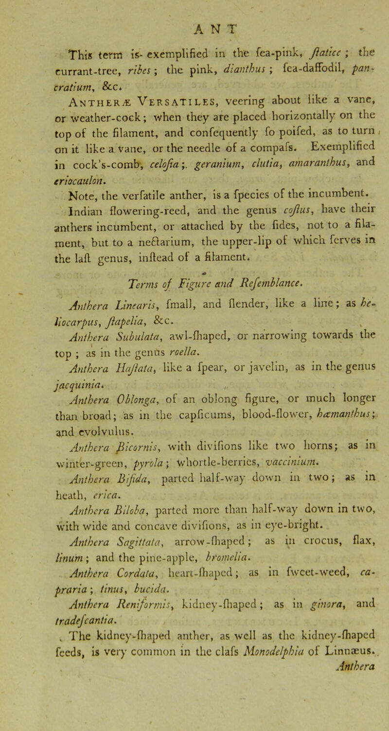 This term is- exemplified in the fea-pink, ftaiice ; the currant-tree, ribes ; the pink, dianthus ; fea-daffodil, pan- cratium, &c. Anthers Versatiles, veering about like a vane, or weather-cock; when they are placed horizontally on the top of the filament, and confequently fo poifed, as to turn ( on it like a vane, or the needle of a compafs. Exemplified in cock’s-comb, celojia;. geranium, clutia, amaranthus, and eriocaulon. Note, the verfatile anther, is a fpecies of the incumbent. Indian flowering-reed, and the genus cofius, have their anthers incumbent, or attached by the fides, not to a fila- ment, but to a neftarium, the upper-lip of which ferves in the lafl genus, inflead of a filament. * i Terms of Figure and Refemblance. Anthera Linearis, final), and flender, like a line; as he- liocarpus, Jiapelia, &c. Anthera Subulata, awl-fhaped, or narrowing towards the top ; as in the genus roella. Anthera llajiata, like a fpear, or javelin, as in the genus jacquinia. Anthera Oblonga, of an oblong figure, or much longer than broad; as in the capficums, blood-flower, hamanthus\ and evolvulus. Anthera fiicornis, with divifions like two horns; as in winter-green, pyrola; whortle-berries, vaccinium. Anthera Bifida, parted half-way down in two; as in heath, erica. Anthera Biloba, parted more than half-way down in two, with wide and concave divifions, as in eye-bright. Anthera Sagittata, arrow-fliaped; as in crocus, flax, linum ; and the pine-apple, bromclia. Anthera Cordata, heart-fhaped; as in fwcet-weed, ca- praria; tinus, bucida. Anthera Reniformis, kidney-fhaped; as in ginora, and tradefcantia. , The kidney-fhaped anther, as well as the kidney-fhaped feeds, is very common in the clafs Monodelphia of Linnaeus. Anthera