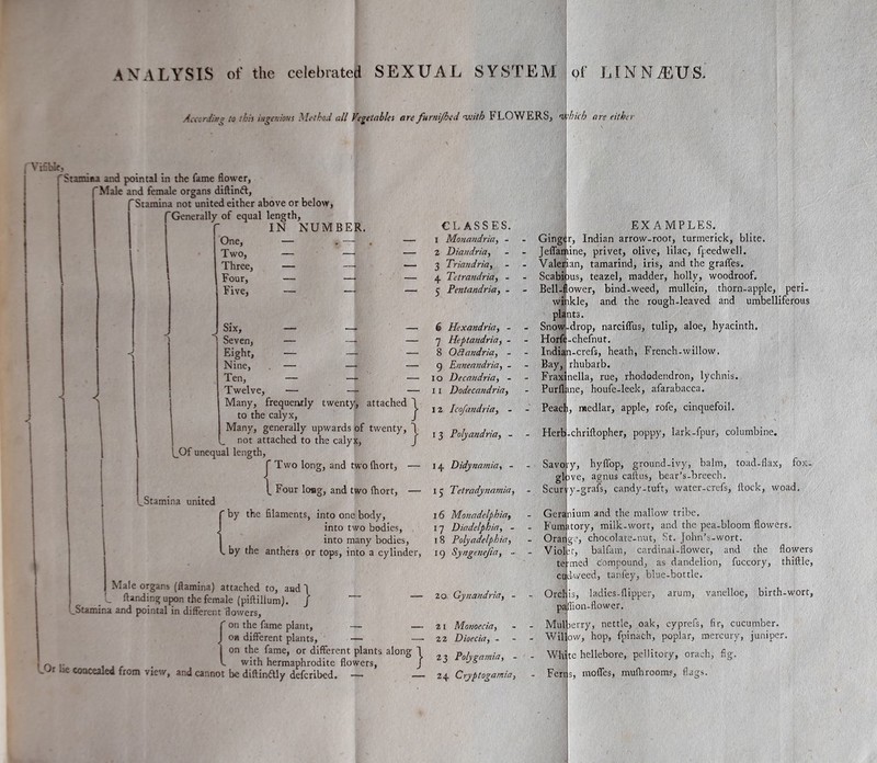 ANALYSIS of the celebrated SEXUAL SYSTEM of LINNiEUS, Accordin'* to this ingenious Method all Vegetables are furnijhed with FLOWERS, which are either Yifiblf, Stamina and pointal in the fame flower, (Male and female organs diftinft, 'Stamina not united either above or below, (Generally of equal length, r IN NUMBER. K <1 One, Two, Three, Four, Five, Six, Seven, Eight, Nine, Ten, Twelve, — CLASSES. 1 Monandria, - 2 Diandria, 3 Triandria, 4 Tetrandria, - 5 Pentandria, - — 6 Hexandria, - — 7 Heptandria, - — 8 Ottandria, - — g Enneandria, - — IO Decandria, - — 11 Dodecandria, Many, frequently twenty, attached 1 j r , . to the calyx, j n 5 Many, generally upwards of twenty, 1 P0lvandria not attached to the calyx, j ^ ’ [_Of unequal length, _Stamina united Two long, and two Ihort, — 14 Didynamia, - Four long, and two fhort, — 15 Tetmdynamia, by the filaments, into one body, 16 Monadelphia, into two bodies, 17 Diadelphia, - into many bodies, 18 Polyadelphia, by the anthers or tops, into a cylinder, 19 Syngenejia, - Male organs (ftamina) attached to, and ) L Handing upon the female (piftilium). J fStamina and pointal in different flowers,  on the fame plant, — — on different plants, — — on the fame, or different plants along 1 n .. - with hermaphrodite flowers, J 'Jr lie concealed from view, and cannot be diftinftly deferibed. — — 20 Gynandria, - 2 x Monoecia, 2 2 Dioecia, - 23 Poly garni a, - 24 Cryptogamia, EXAMPLES. Ginger, Indian arrow-root, turmerick, blite. Jeffamine, privet, olive, lilac, fpeedwell. . Valerian, tamarind, iris, and the grades. • Scabious, teazel, madder, holly, woodroof. - Bell-flower, bind-weed, mullein, thorn-apple, peri- winkle, and the rough-leaved and umbelliferous plants. - Snow-drop, narciflus, tulip, aloe, hyacinth. - Horfe-chefnut. - Indian-crefs, heath, French-willow. - Bay, rhubarb. - Frax nella, rue, rhododendron, lychnis. - Purflane, houfe-leek, afarabacca. - Peach, medlar, apple, rofe, cinquefoil. Herb -chriftopher, poppy, lark-fpur, columbine. Savory, hyfl'op, ground-ivy, balm, toad-flax, fox- glove, agnus callus, bear’s-breech. Scurvy-grafs, candy-tuft, water-crefs, flock, woad. - Geran - Fum, - Orang Viol te c Orel' P: Mul Wil Whit iium and the mallow tribe, atory, milk-wort, and the pea-bloom flowers. , chocolate-nut, >St. john’s-wort. :t, balfam, cardinal-flower, and the flowers med compound, as dandelion, fuccory, thiftle, :Cdweed, tanfey, blue-bottle. vanelloe, birth-wort. is, ladies-flipper, ifoion-flower. arum, jerry, nettle, oak, cyprefs, fir, cucumber, ow, hop, fpinach, poplar, mercury, juniper. e hellebore, pellitory, orach, fig. Fert]s, mofles, mulhrooms, flags.