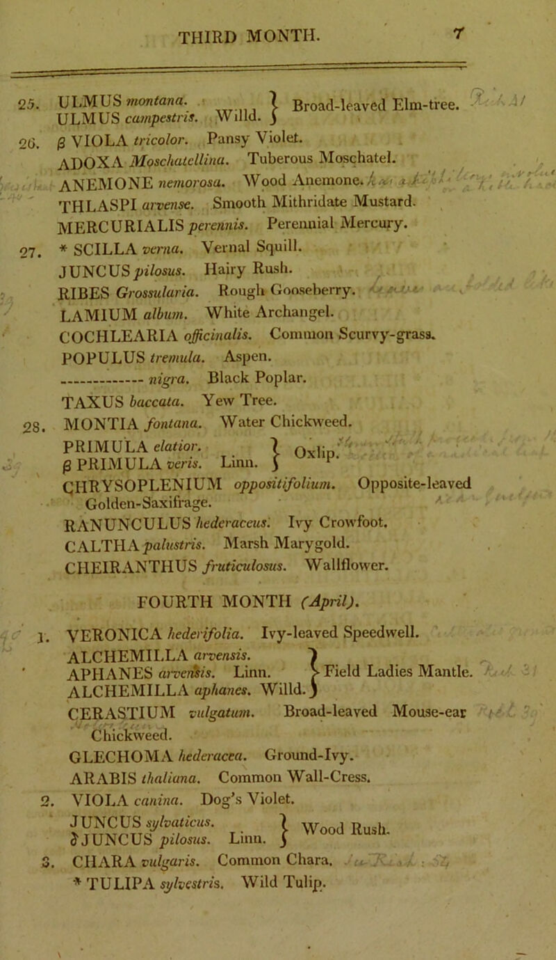 Broad-leaved Elm-tree. - ' ^ ULMUS wjonfana. 7 ULMUS campestris. Willd. 3 0 VIOLA tricolor. Pansy Violet. MgschatelUna. Tuberous Moschatel. ; ■ anemone nemorosa. Wood Anemone, k' TH LASPI arvense. Smooth Mithridate Mustard. MERCURIALIS perennis. Pereimial Mercury. * SCILLA verna. Vernal Squill. ; «. JUNCUS;>27osui. Hairy Rush. , RISES G;-os«i/um. Rough Goo.seberry, ' LAMIUM album. White Archangel. COCHLEARIA officinalis. Common Scurvy-grass. POPULUS tremula. Aspen. nif'ra. Black Poplar. TAXUS baccata. Yew Tree. MONTIA fontana. Water Chickw'eed. PRIMULA e/atior. 7 P PRIMULA wm. Linn. 3 ' CHRYSOPLENIUM oppositifolium. Opposite-leaved Golden-Saxifrage. RANUNCULUS hederaceus: Ivy Crowfoot. CALTHx\j5u/?««m. Marsh Marygold. CHEIRANTHUS fruticulosus. Wallflower. FOURTH MONTH (April). VERONICA hederifolia. Ivy-leaved Speedwell. ALCHEMILLA arvensis. APHANES aiTcriiis. Linn. ALCHEMILLA aphanes. Willd. CERASTIUM vulgatum. Broad-leaved Mouse-ear Chickweed. GLECHOMA hederacea. Ground-Ivy. ARABIS iltaliana. Common Wall-Cress. VIOLA canina. Dog’s Violet. T • I Wood Rush. CHARA vulgaris. Common Chara. -i. A _ , * TULIPA sylvestris. Wild Tulip.. Field Ladies Mantle.