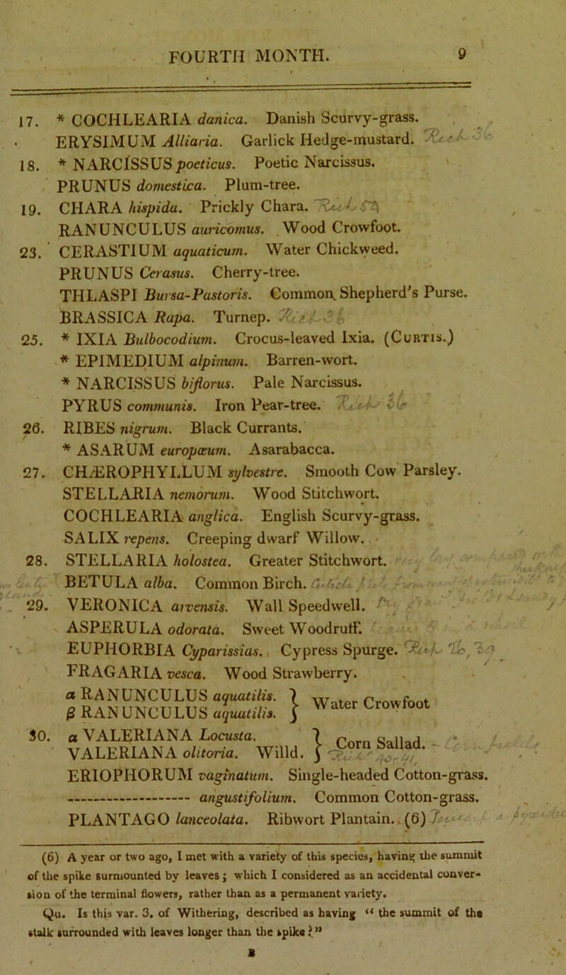 17. 18. 19. 23. 25. 26. 27. 28. ict- '- 29. 30. * COCHLEARIA danica. Danish Scurvy-grass. ERYSIMUM Alliaria. Garlick Hedge-mustard. c ■ - * NARCISSUS poetzcus. Poetic Narcissus. PRUNUS domestica. Plum-tree. CHARA hispida. Prickly Chara. RANUNCULUS auricomus. Wood Crowfoot. CERASTIUM aquaticum. Water Chickweed. PRUNUS Cerasus. Cherry-tree. THLASPI Bwsa-Postons. Common, Shepherd’s Purse. BRASSICA i?apa. Turnep. -Si * IXIA Bulbocodium. Crocus-leaved Ixia. (Curtis.) * EPIMEDIUM alpinum. Barren-wort. * NARCISSUS hijlonis. Pale Narcissus. PYRUS communis. Iron Pear-tree. v(r RIBES nignim. Black Currants. * AS ARUM europceum. Asarabacca. CHAiROPHYLLUM sylvestre. Smooth Cow Parsley. STELLARIA nemorum. Wood Stitchwort. COCHLEARIA anglica. English Scurvy-grass. SA LIX I'cpras. Creeping dwarf Willow. STELLARIA Ao/osrea. Greater Stitchwort. BETULA a/5a. Common Birch. .r*. - ^ _ VERONICA aiTCTww. Wall Speedwell. - ‘ ASPERU LA odoraia. Sweet Woodrutf. EUPHORBIA Cyparissias. Cypress Spurge. Dc-, !>■<* FRAG ARIA vesca. Wood Strawberry. 1 Water Crowfoot ^ RANUNCULUS afyMaii/is. 3 1 CornSallad.^ • ' VALERIANA oh/ona. Willd. 3 ERIOPHORUM vaginalum. Single-headed Cotton-grass. angustifolium. Common Cotton-grass. PLANTAGO toicco/aro. Ribwort Plantain..(6) (6) A year or two ago, I met with a variety of thia species, having ihe summit of the spike surmounted by leaves; which I considered as an accidental conver- sion of the terminal flowers, rather than as a permanent vadety. (ju. Is this var. 3. of Withering, described as having « the summit of th* stalk luiTOunded with leaves longer than the spilcap’ B