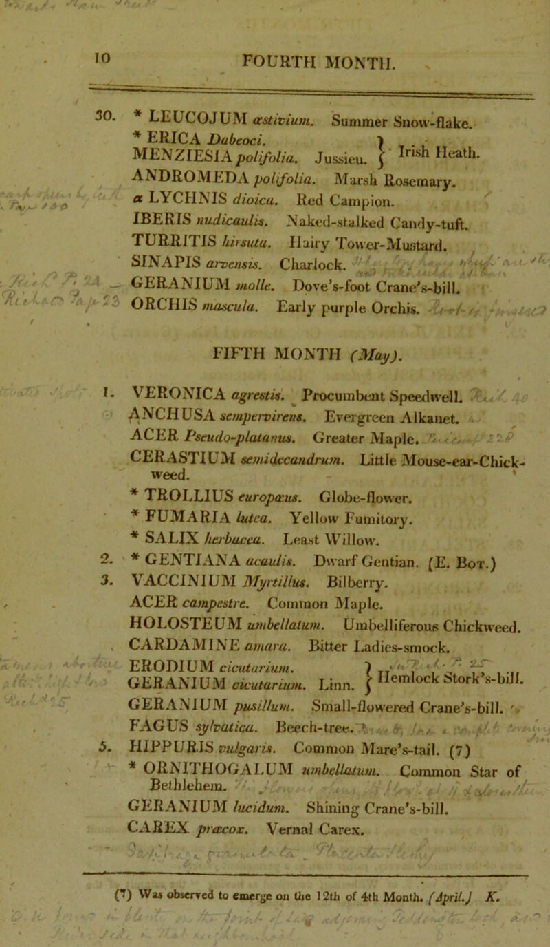 30, /. i/( i i. * LEUCOJUM a'4f/r/w»i. Summer Snow-flake. ERICA Dabeoci. } UESZlEHlApolifolia. Jussieu. ^Heath. ANDROMEDA poUJ^oliu, Marsh Rosemary. <* LYCHNIS dioica. Red Campion. IBERIS tmdicaulU. Naked-stalked Candy-tuft. TURRITIS hi)sutu. Hairy Tower-Mustard. -t^Ffi-7,U i/T SINAPIS anensis. Charlock. GERANIUM tnolle. Dpve’s-foot Crane's-bill, , t n<- vylAllc: b—OHi, I ’ 1 /A/> /3 ORCHIS mascula. Early purple Orchis. r'/W-//. FIFTH MONTH (Map). 2. 3, ' h\0 VERONICA agrcitW. ^ Procumbent Speedwell, ANCHUSA smpmu><r»«. Evergreen A Ikanet. ACER Pseudo-platanus. Greater Maple. ^ 'T-P CERASTIUM semidccaadrum. Little Mouse-ear-Chick- weed. ‘ * TROLLIUS europaus. Globe-flower, ■* FUMARIA lutea. Yellow Fumitory. * SAI.IX herbacea. Least Willow. * GENTIANA acaidis. Dwarf Gentian. (E. Bor.) VACCINIUM Myrtillus. Bilberry. ACER campestre. Common Maple. HOLOSTEUM wnbellalum. Umbelliferous Chickweed. CARDAMINE amaru. Bitter I,adies-smock. ERODIUM cictUurium. T 5? 2.T GERANIUM Linn. J Hemlock Stork’s-bill. 3. GER,\NIUM pusilluni. Small-flowered Crane's-bill. FAGUS sybaiica. Beech-tree.'.^n/^. HIPPURIS nmSgam. Common Mare’s-tail. (7) * ORNITHOOALUM utnbelUuuui. Common Star of Bethlehem. ...j - ^ ■■ GERANIUM lucidum. Shining Crane’s-bill. CAREX pracox. Vernal Care.K. 4; _ ITA . v>; / I ■ <•. c .Ic / yf (1) Was obsenred to emerge ou Uie 12th of 4th Month. [April.) K. '! tf /tA/(!>u .y. ■ ■ ‘ ,