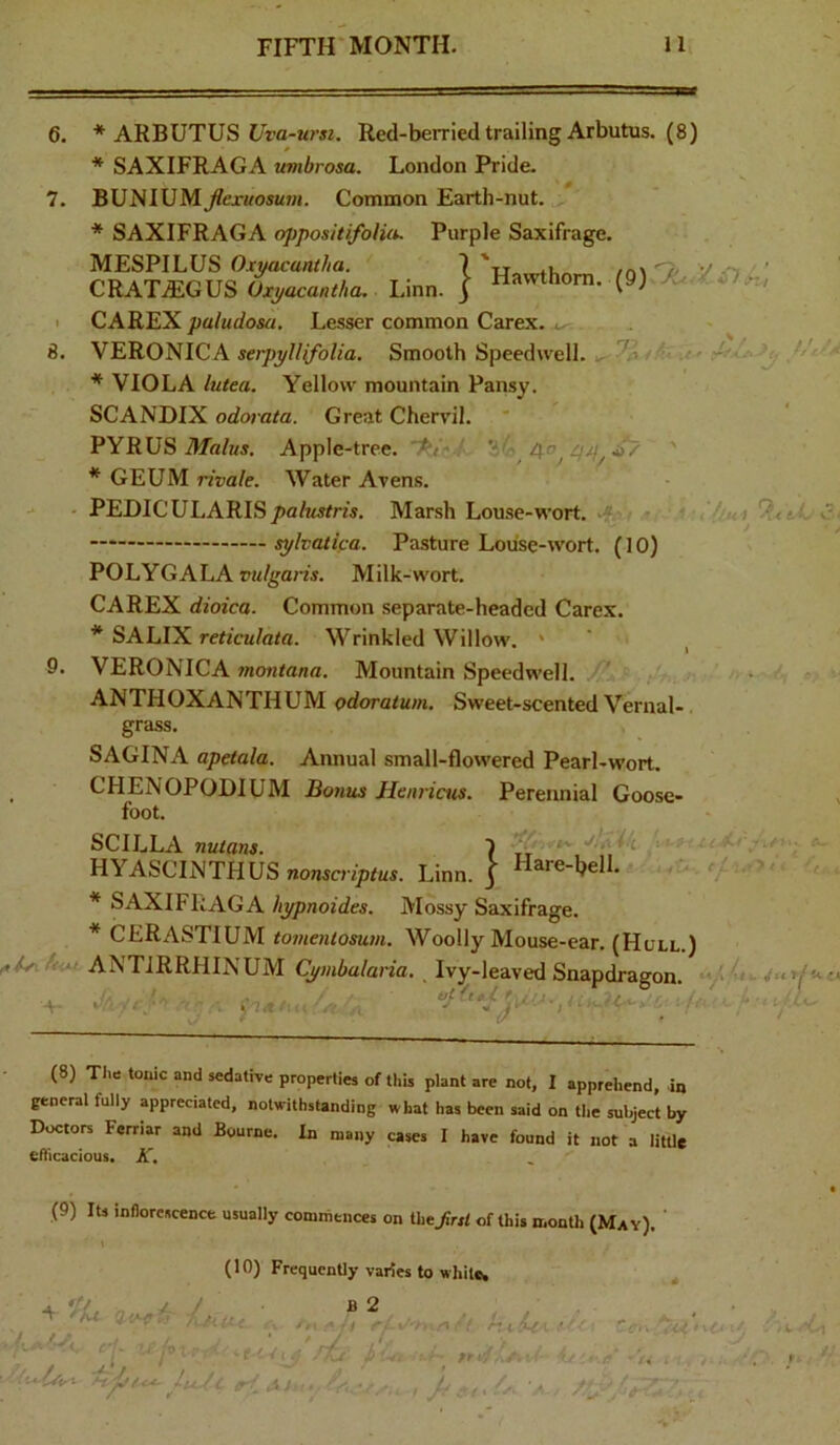 I Hawthorn. (9) hi 6. * ARBUTUS C/t’a-«7’«. Red-berriedtrailing Arbutus. (8) * SAXIFRAGA umbrosa. London Pride. 7. BUNIUM^ertfosw?«. Common Earth-nut. * SAXIFRAGA oppositifolia. Purple Saxifrage. MESPILUS Oxyacuntha. CRAT^GUS Oxyacantha, Linn. > CAREX patudosa. Lesser common Carex. 8. VERONICA serpyllifolia. Smooth Speedwell. * VIOLA lutea. Yellow mountain Pansy. SCANDIX odorata. Great Chervil. PYRUS Malus. Apple-tree. 'i * GEUM rivale. Water Avens. PEDICULARISMarsh Louse-wort. .f. sylvatica. Pasture Louse-wort. (10) POLYGALA r>tt/gam. Milk-wort. CAREX dioica. Common separate-headed Carex. * SALIX reticulata. Wrinkled Willow. ' ‘ , 9. VERONICA montana. Mountain Speedwell. ANTHOXANTHUM odoratum. Sweet-scented Vernal-. grass. SAGINA apetala. Annual small-flowered Pearl-wort. _ CHENOPODIUM Bonus Henricus. Perennial Goose- foot. SCILLA nutans. HYASCINTHUS nonscriptus. Linn. | Hare-hell. * SAXIFRAGA hypnoides. Mossy Saxifrage. * CERASTIUM tomentosum. Woolly Mouse-ear. (Hull.) ANTIRRHINUM Cymbalana. Ivy-leaved Snapdragon. '4'. //■■I t ot ft.-l * '0 . ^11 t/ . (8) Tl.e tonic and sedative properties of this plant are not, 1 apprehend, in general fully appreciated, notwithstanding what has been said on the subject by Doctors Ferriar and Bourne. In many cases I have found it not a litUe eflicacious. IC. (9) Its inflorescence usually comthtnces on theJirsl of this month (Mav). 1 (10) FrequcnUy varies to while, , ' a. '.V, T , B 2 • . ' • T- lU. y,/wcr y,. . , _ - , • / w ' 0 ' ' ’ ' ■ . * ' ' ^1' '• jOl ■ ■ - .f t./,j // , frh - ' J-u..? ■ T. // ■, ' ■. ' •